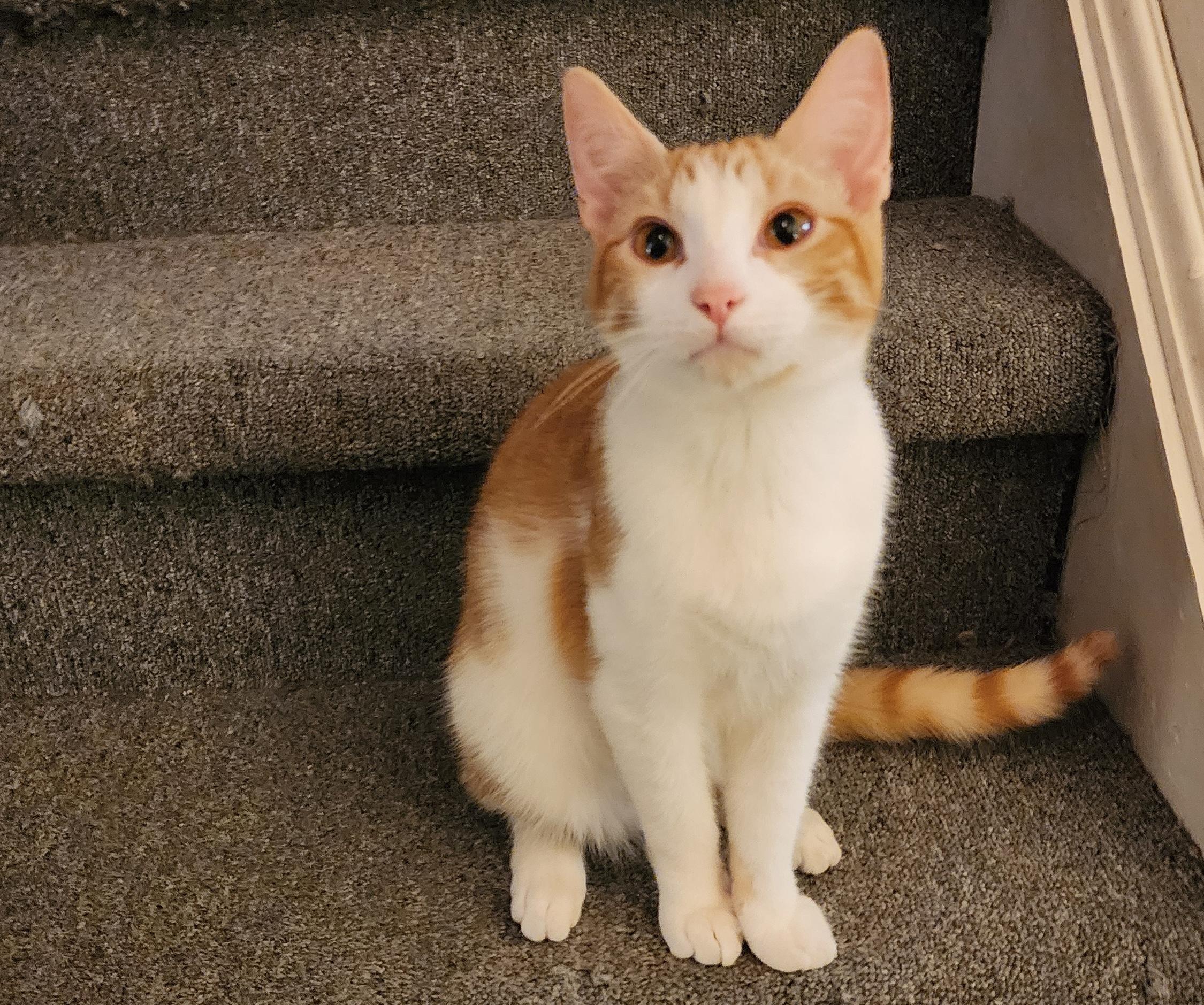 Enlarge Prince and Mercury, an adopted mixed breed in Schenectady, NY image 4/4