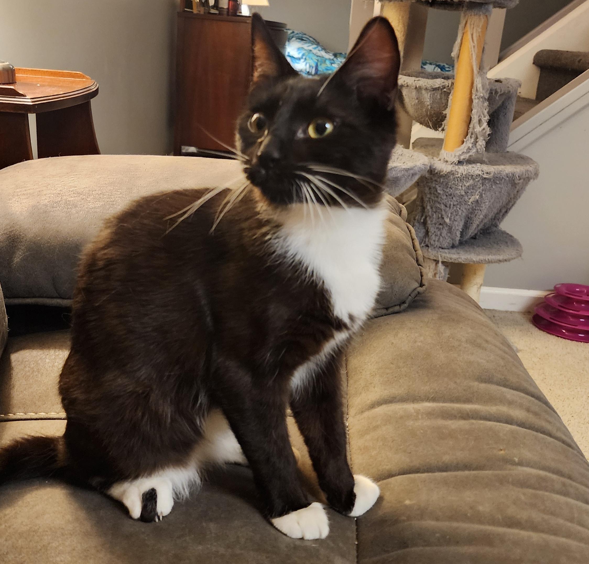 Enlarge Prince and Mercury, an adopted mixed breed in Schenectady, NY image 2/4