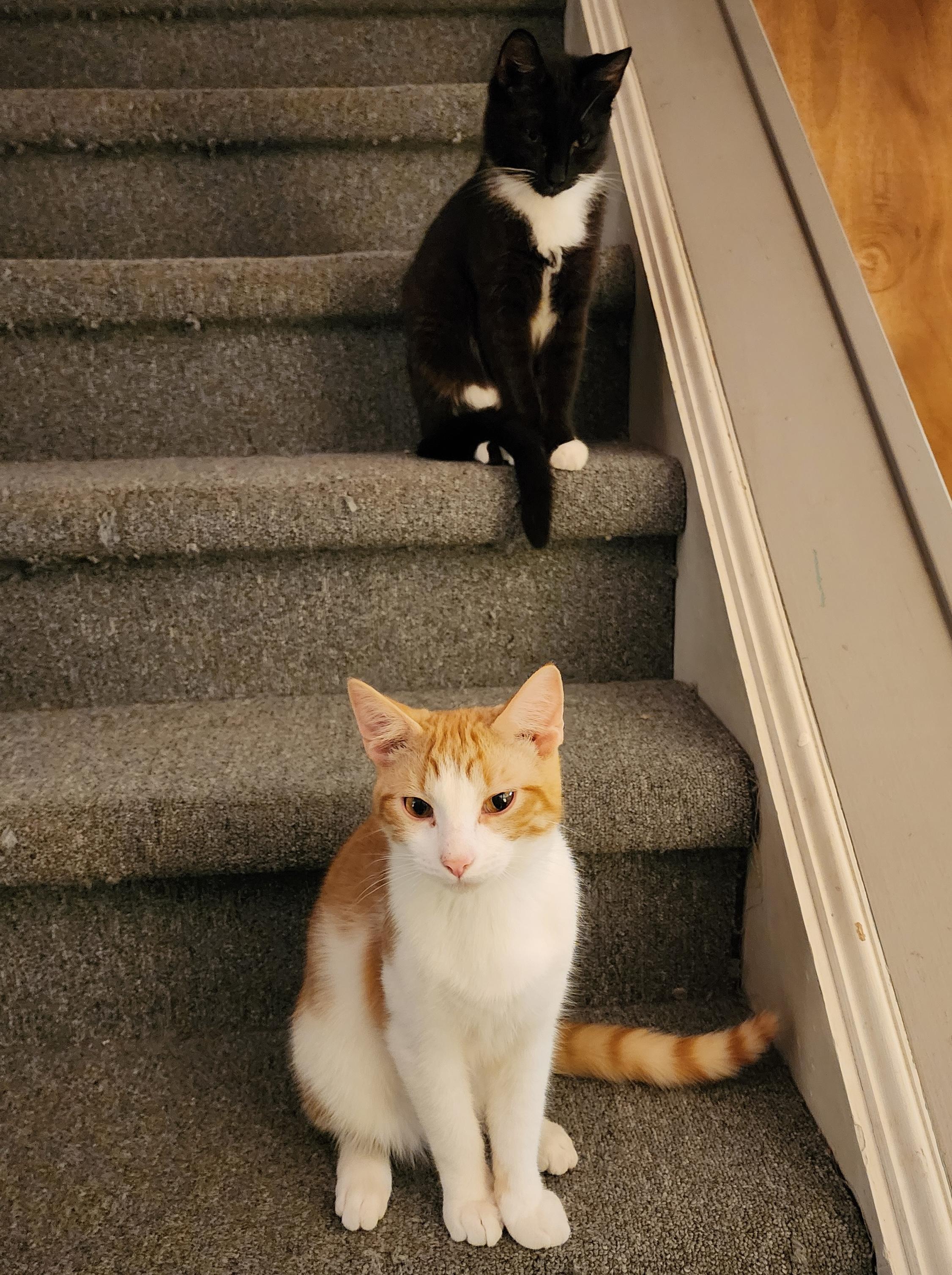 Prince and Mercury, adopted, Young Male Domestic Short Hair.