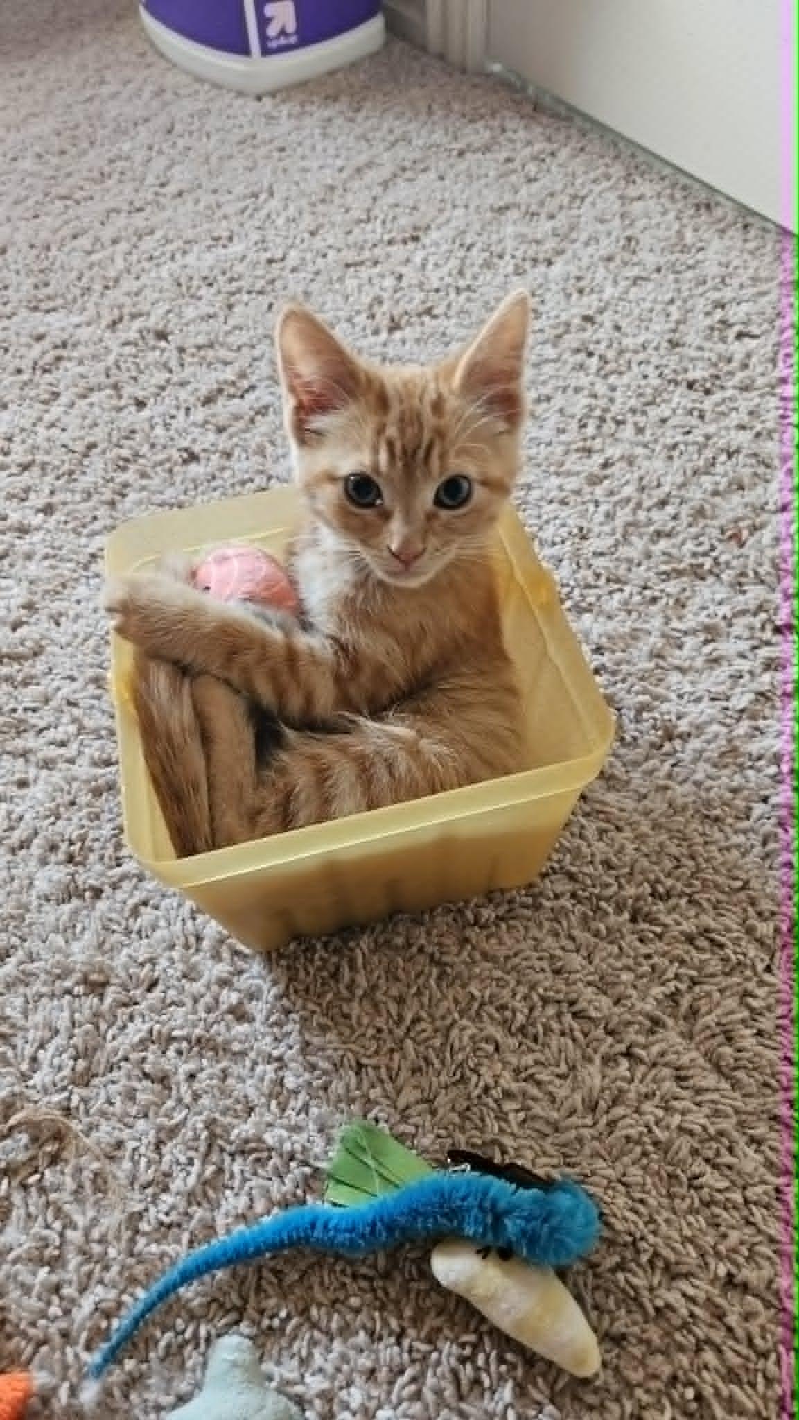 Poppy, ADOPTABLE, Young Female Domestic Short Hair.