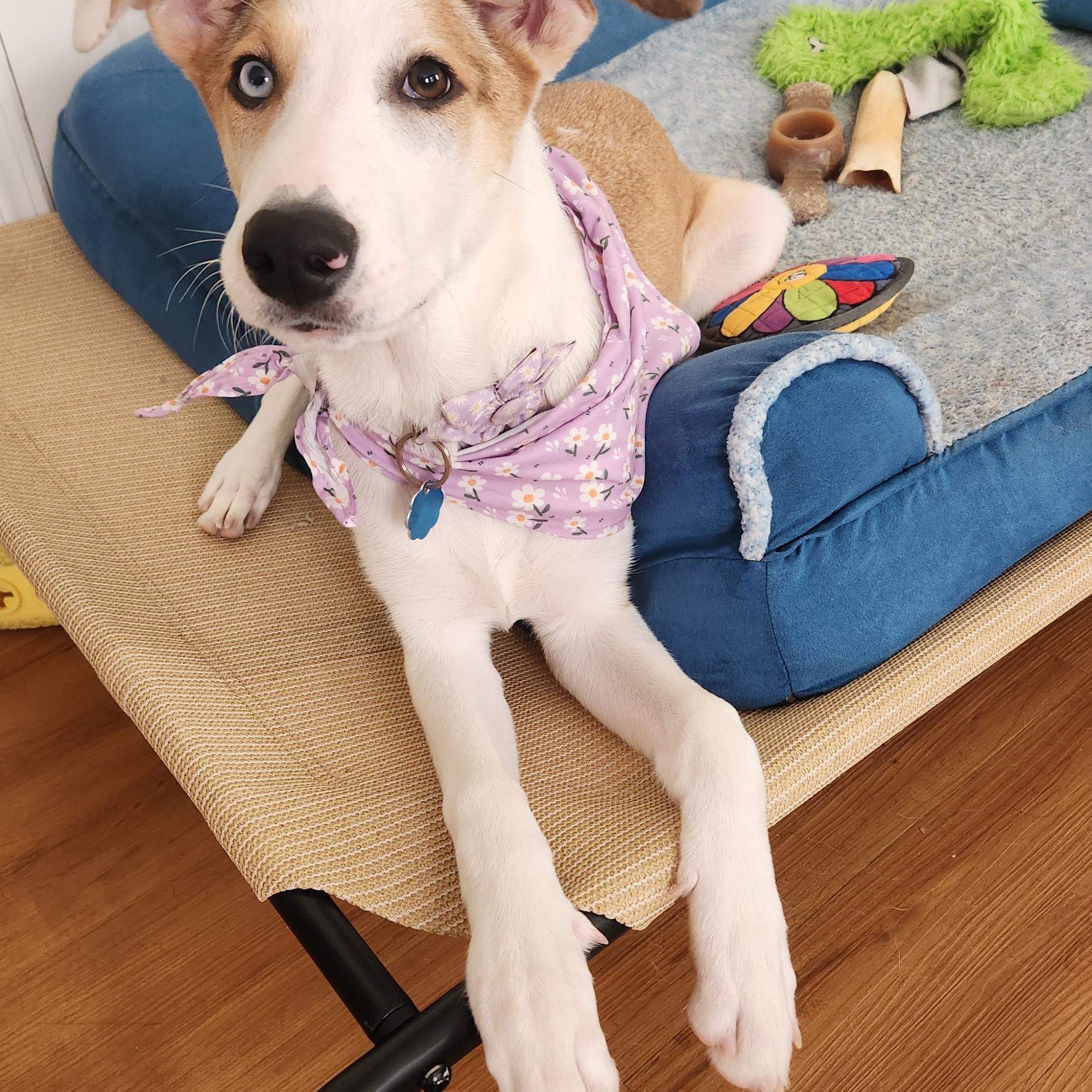 Cake Pop in NH! Come Meet our Adoptable Dogs Wednesday-Saturday. More info in Bio!, ADOPTABLE, Young Female Shepherd.