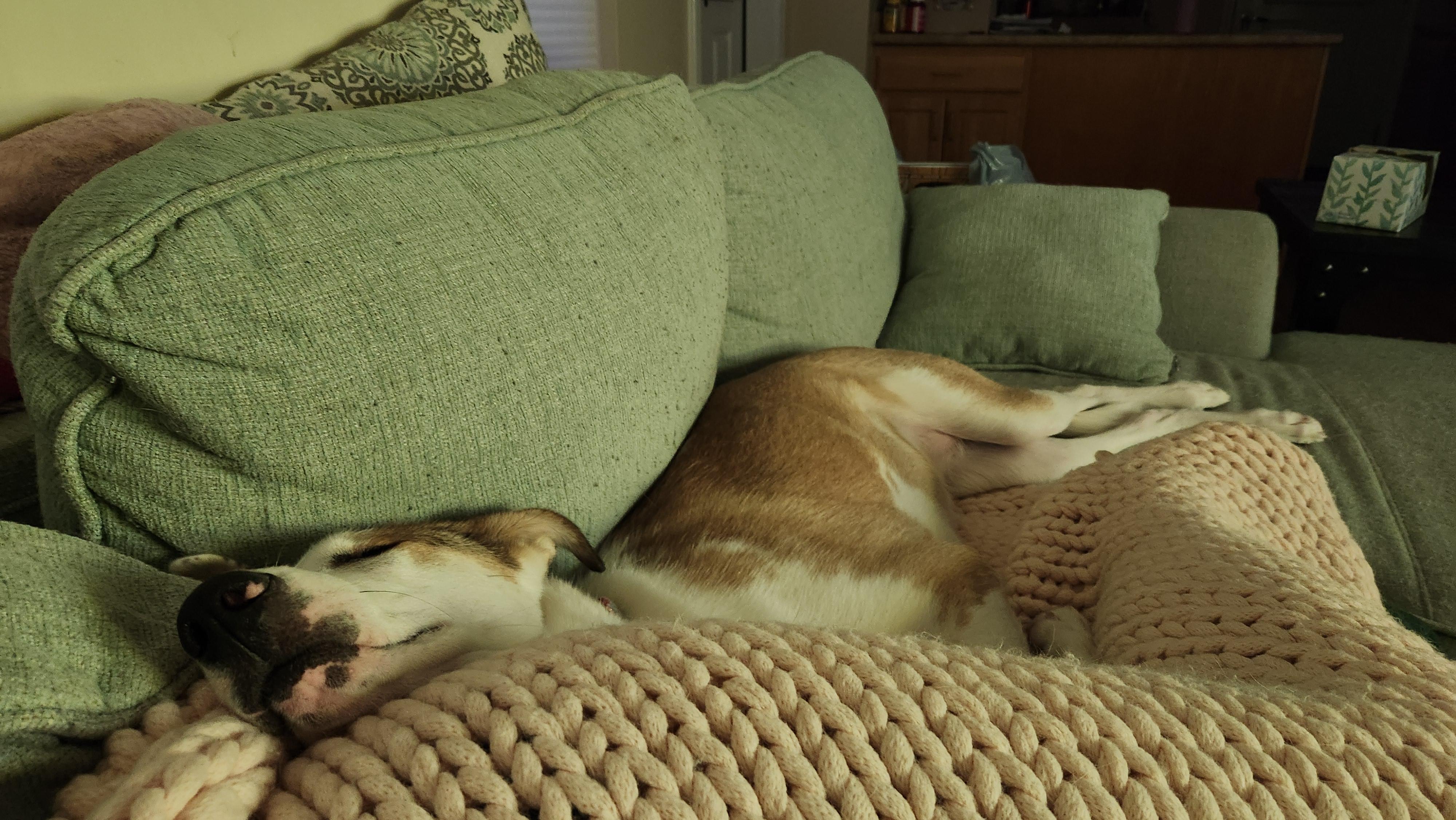 Enlarge Cake Pop in NH! Come Meet our Adoptable Dogs Wednesday-Saturday. More info in Bio!, a ADOPTABLE mixed breed in Manchester, NH image 4/5