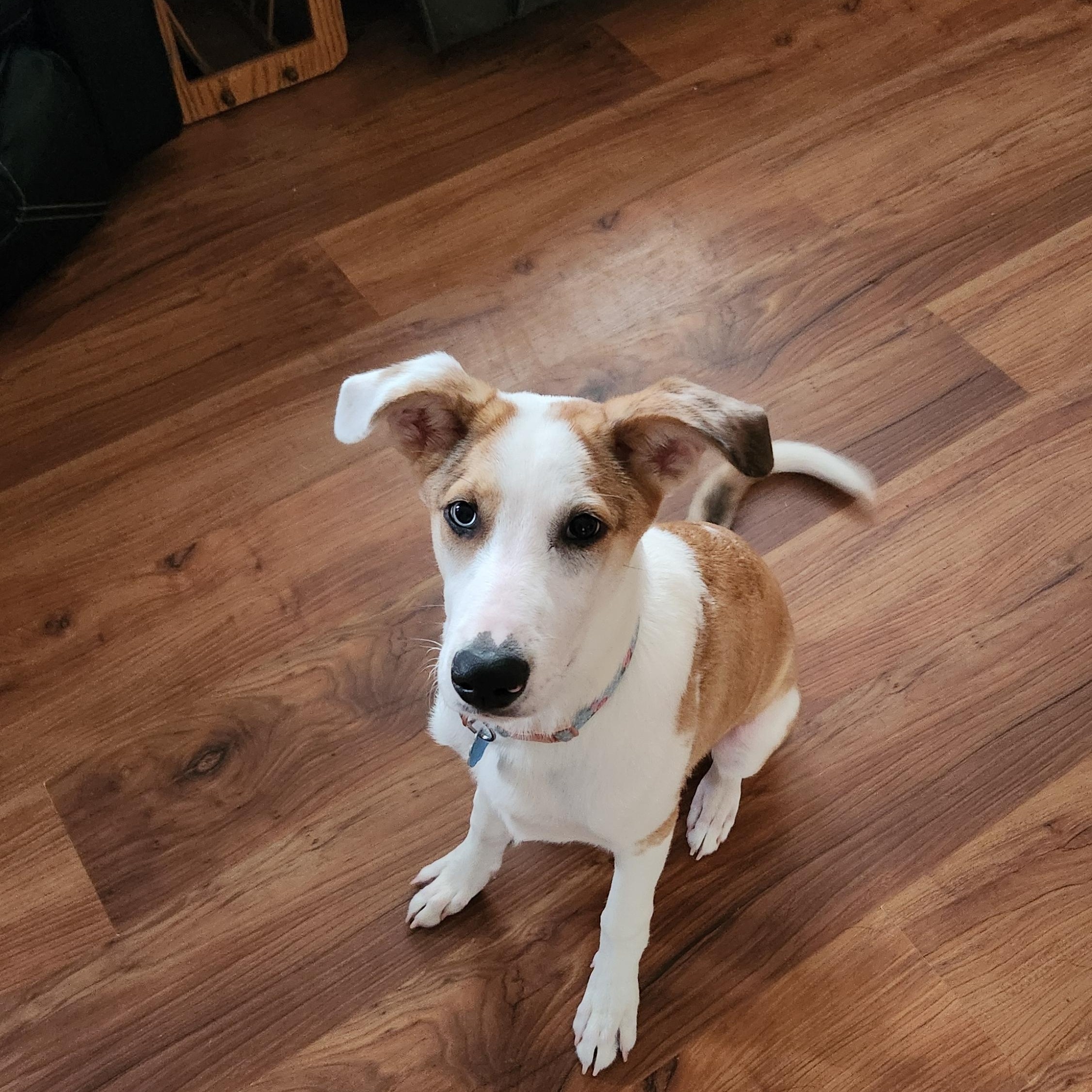 Enlarge Cake Pop in NH! Come Meet our Adoptable Dogs Wednesday-Saturday. More info in Bio!, a ADOPTABLE mixed breed in Manchester, NH image 2/5