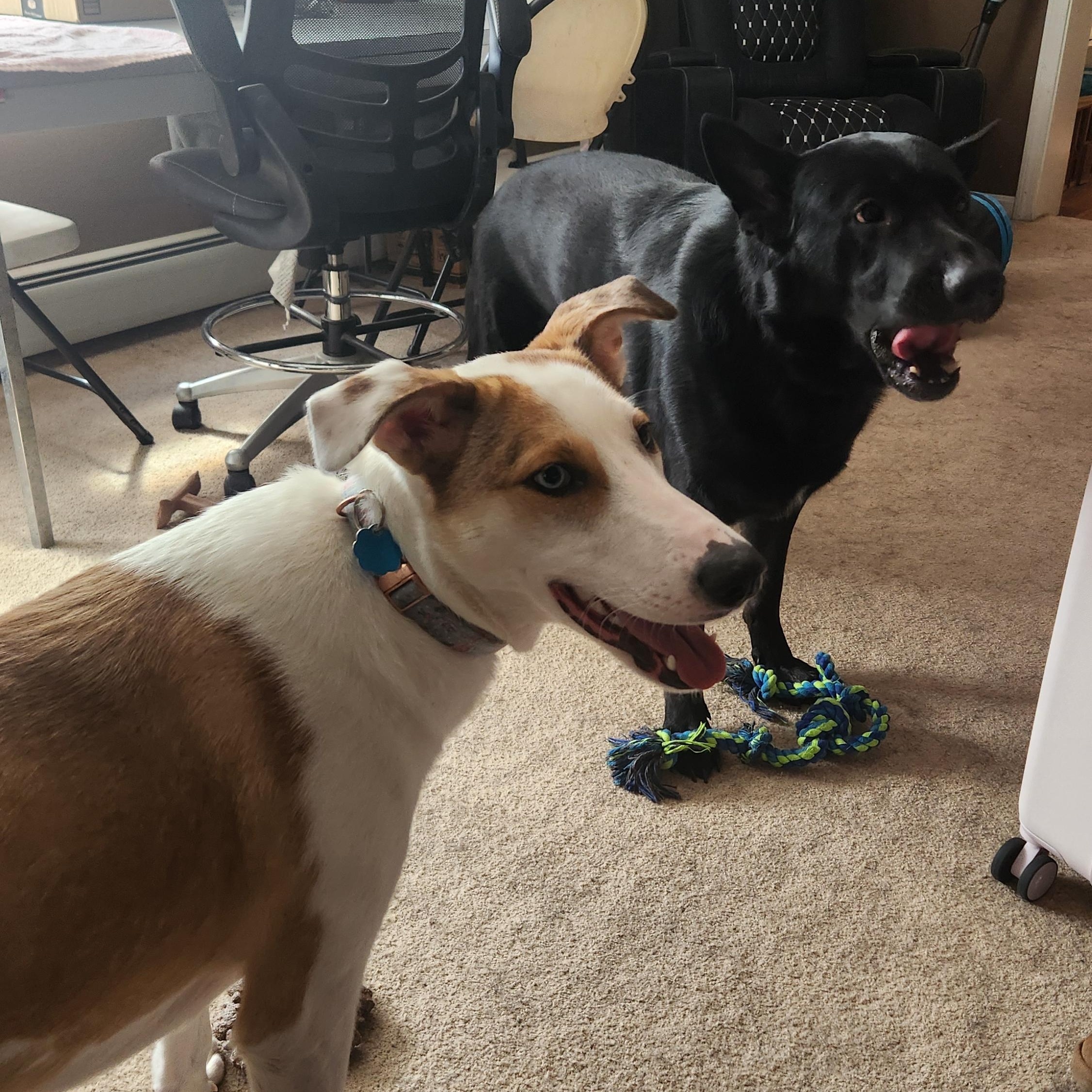 Enlarge Cake Pop in NH! Come Meet our Adoptable Dogs Wednesday-Saturday. More info in Bio!, a ADOPTABLE mixed breed in Manchester, NH image 3/5