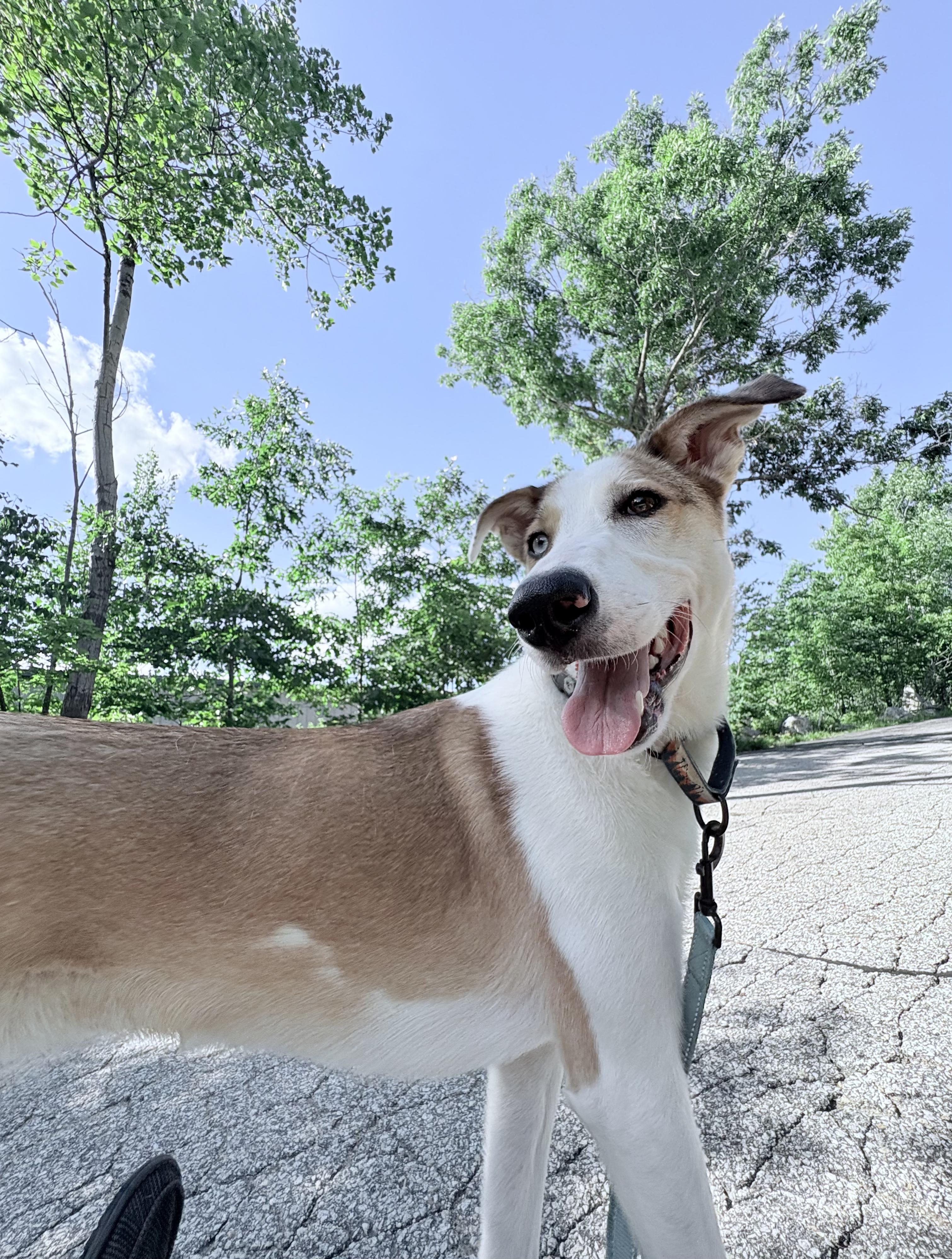 Enlarge Cake Pop in NH! Come Meet our Adoptable Dogs Wednesday-Saturday. More info in Bio!, a ADOPTABLE mixed breed in Manchester, NH image 5/5