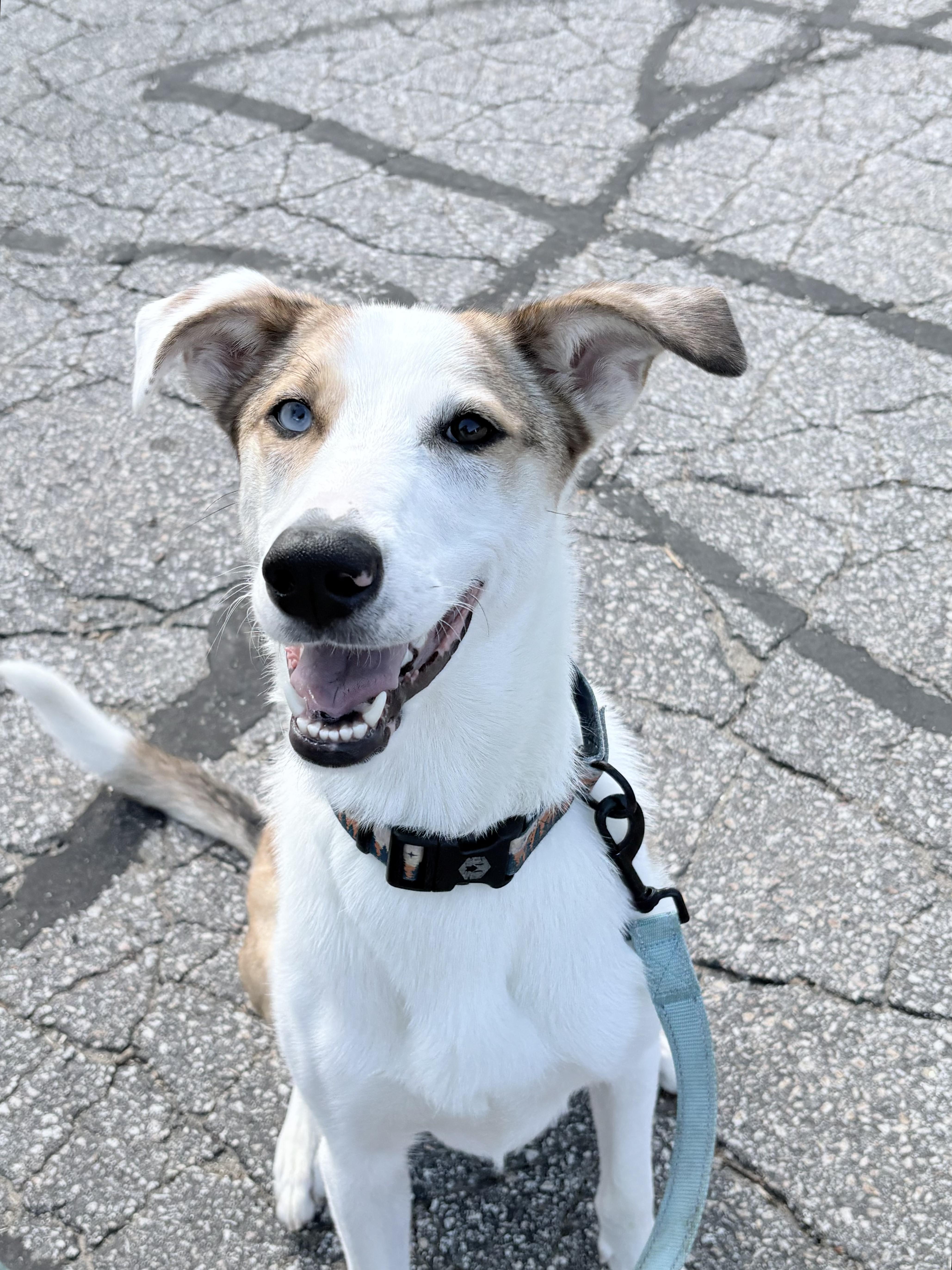 Enlarge Cake Pop in NH! Come Meet our Adoptable Dogs Wednesday-Saturday. More info in Bio!, a ADOPTABLE mixed breed in Manchester, NH image 1/5