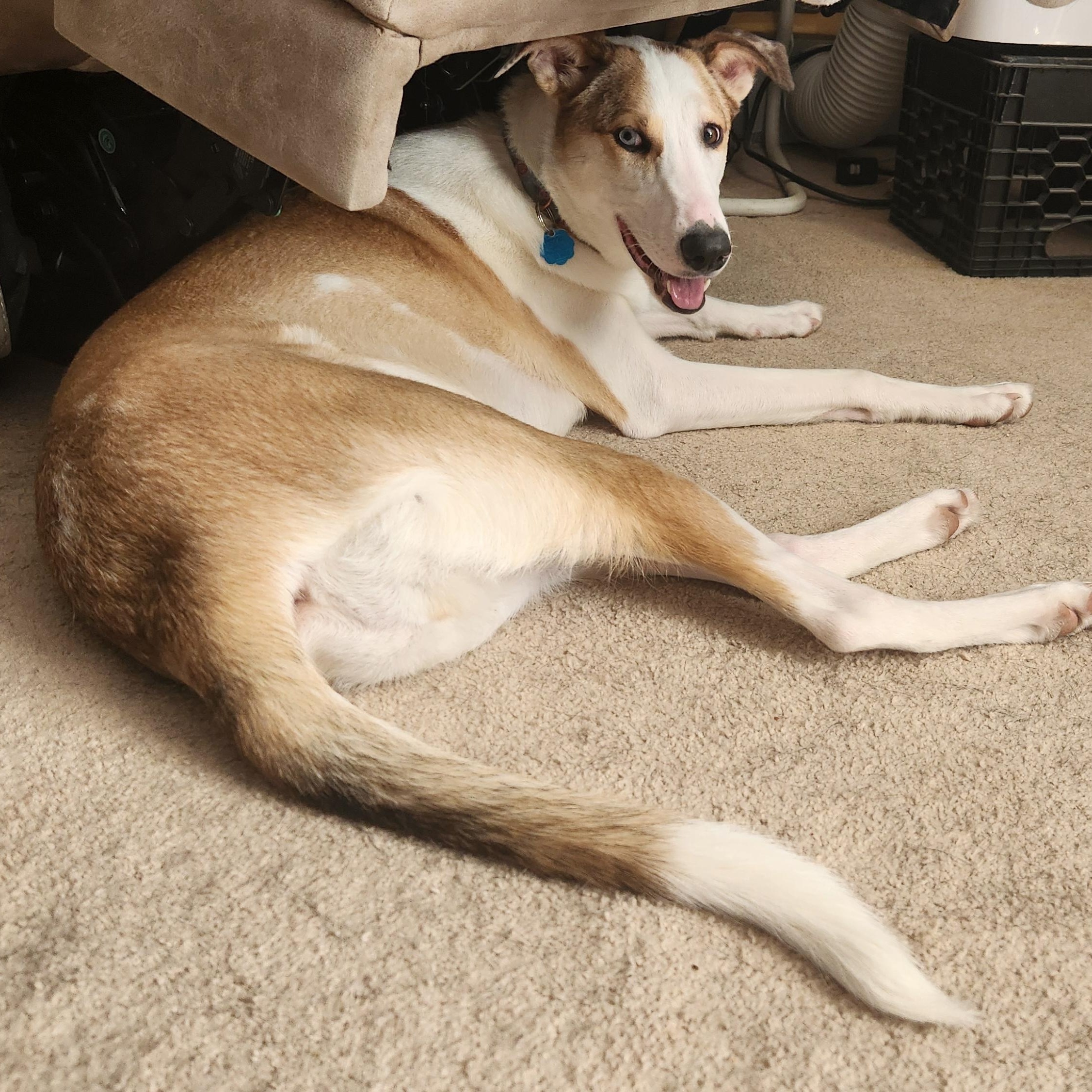 Enlarge Cake Pop in NH! Come Meet our Adoptable Dogs Wednesday-Saturday. More info in Bio!, a ADOPTABLE mixed breed in Manchester, NH image 5/5