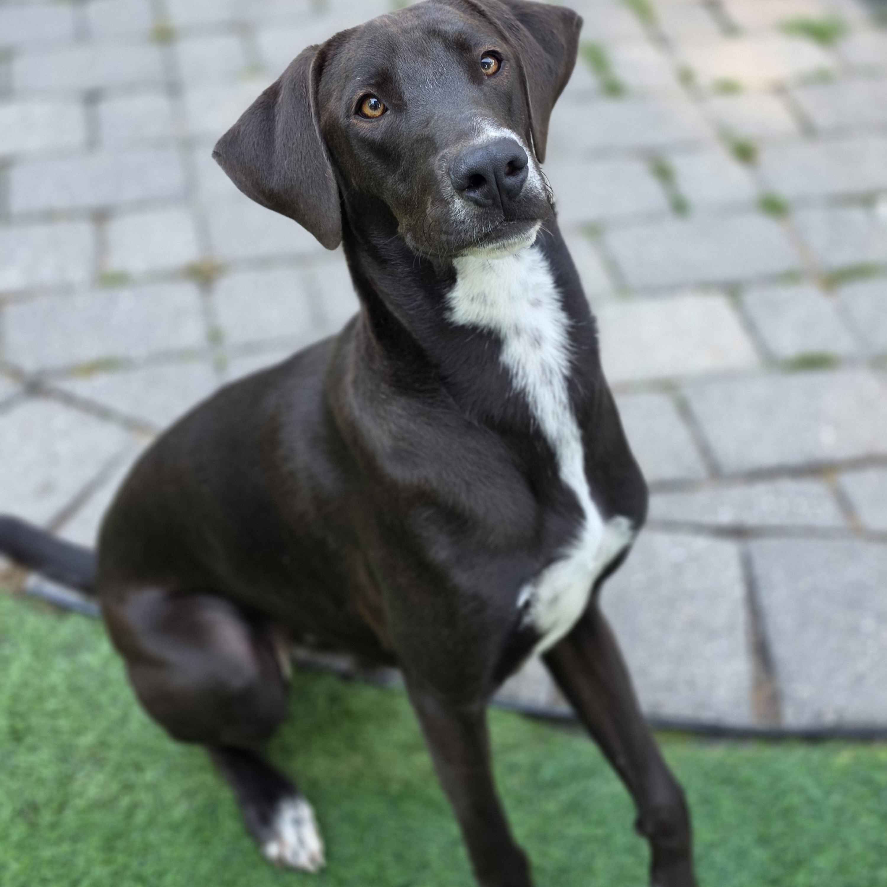 Cogsworth, Adopted, Young Male Labrador Retriever & Mixed Breed.
