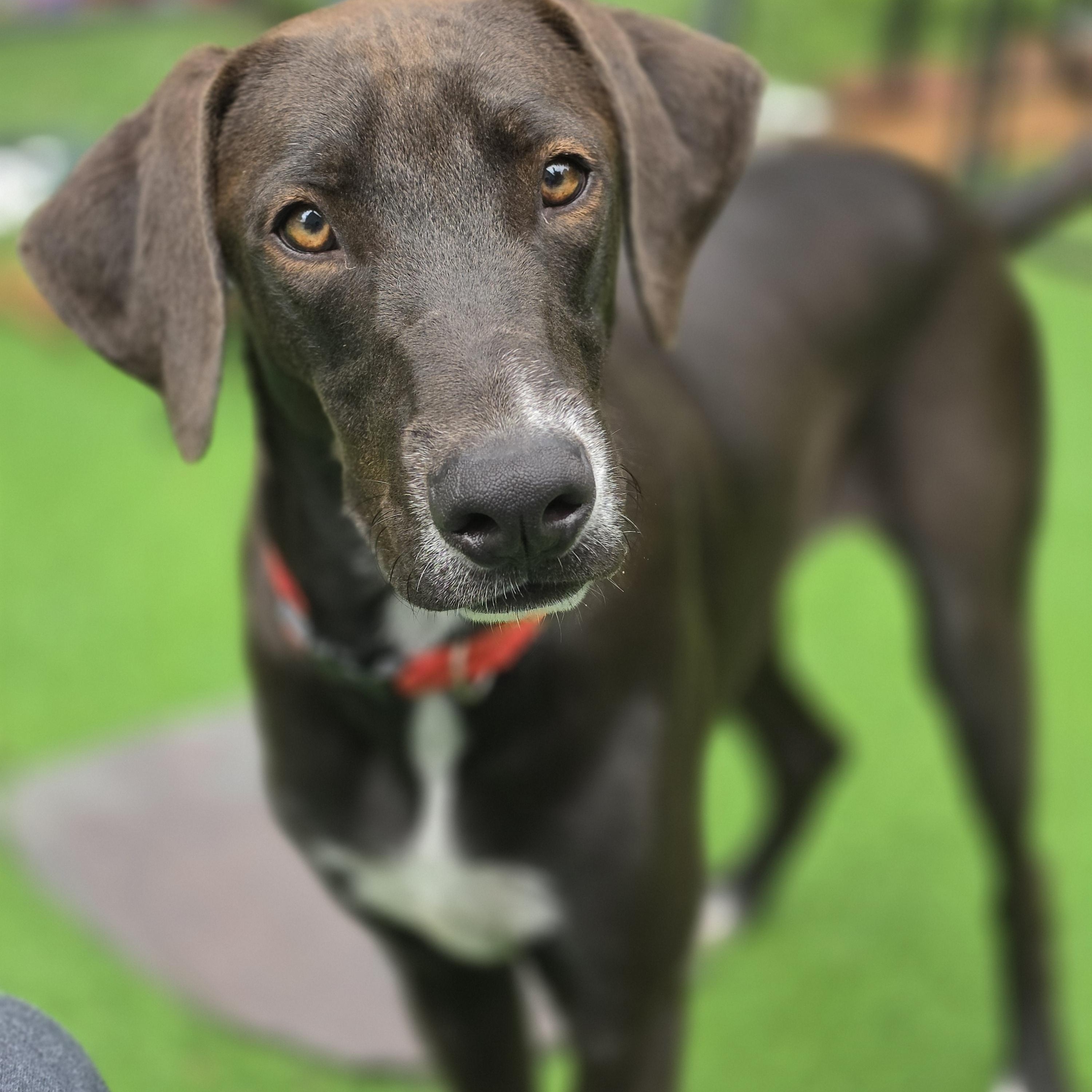 Enlarge Cogsworth, a Adopted mixed breed in Blairstown, NJ image 2/5