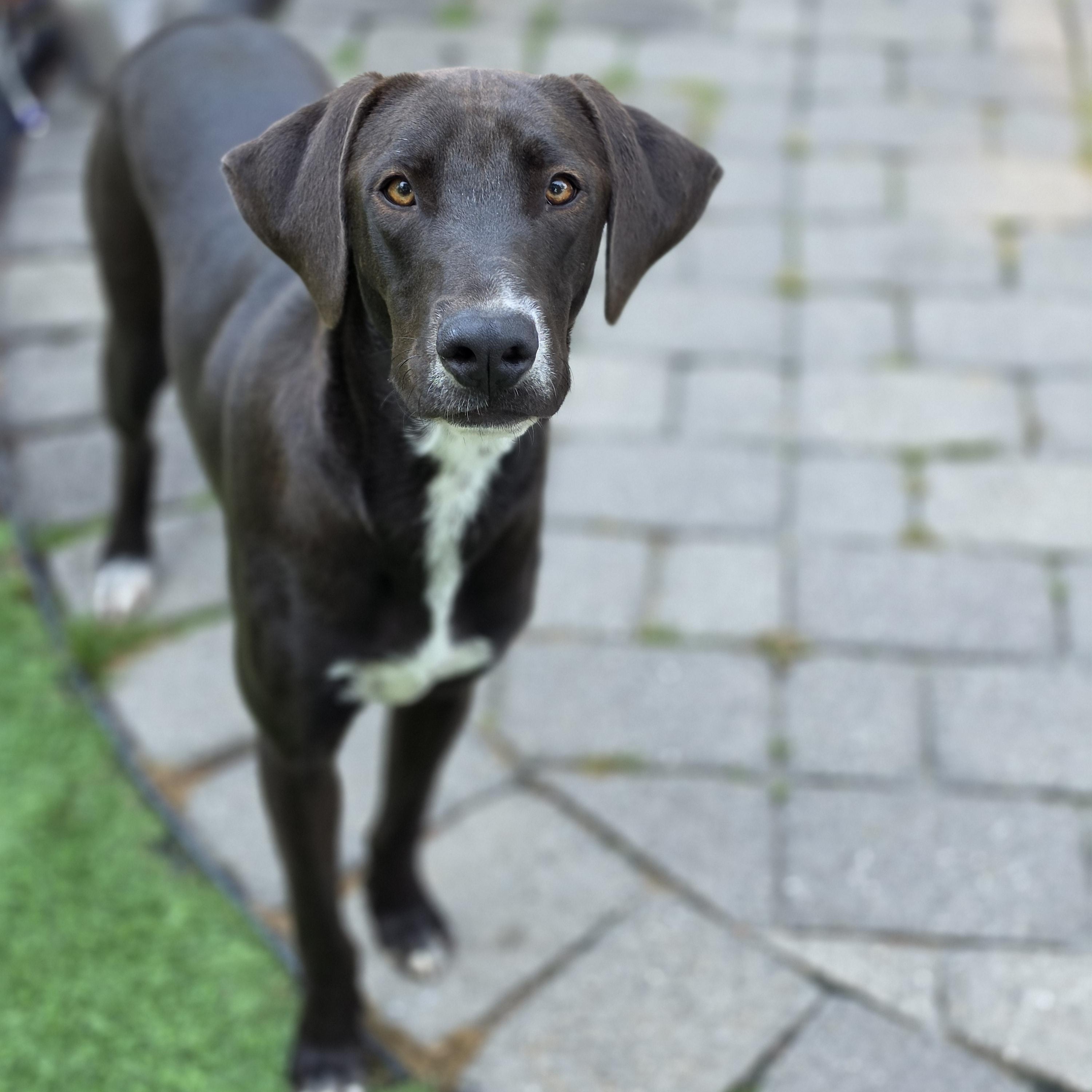 Enlarge Cogsworth, a Adopted mixed breed in Blairstown, NJ image 5/5