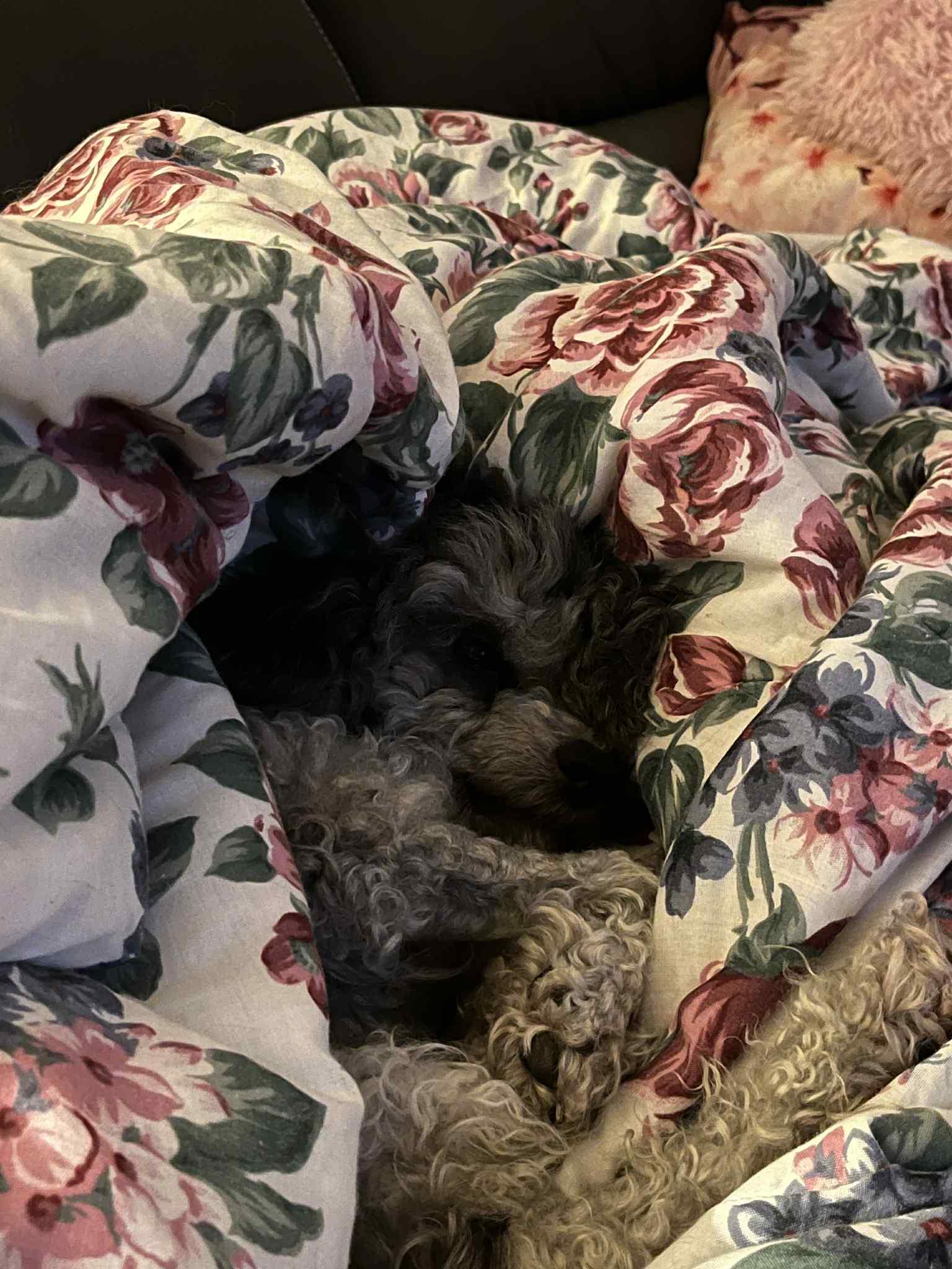 Enlarge Klaus, a Adoptable Miniature Poodle in Navan, ON image 3/3