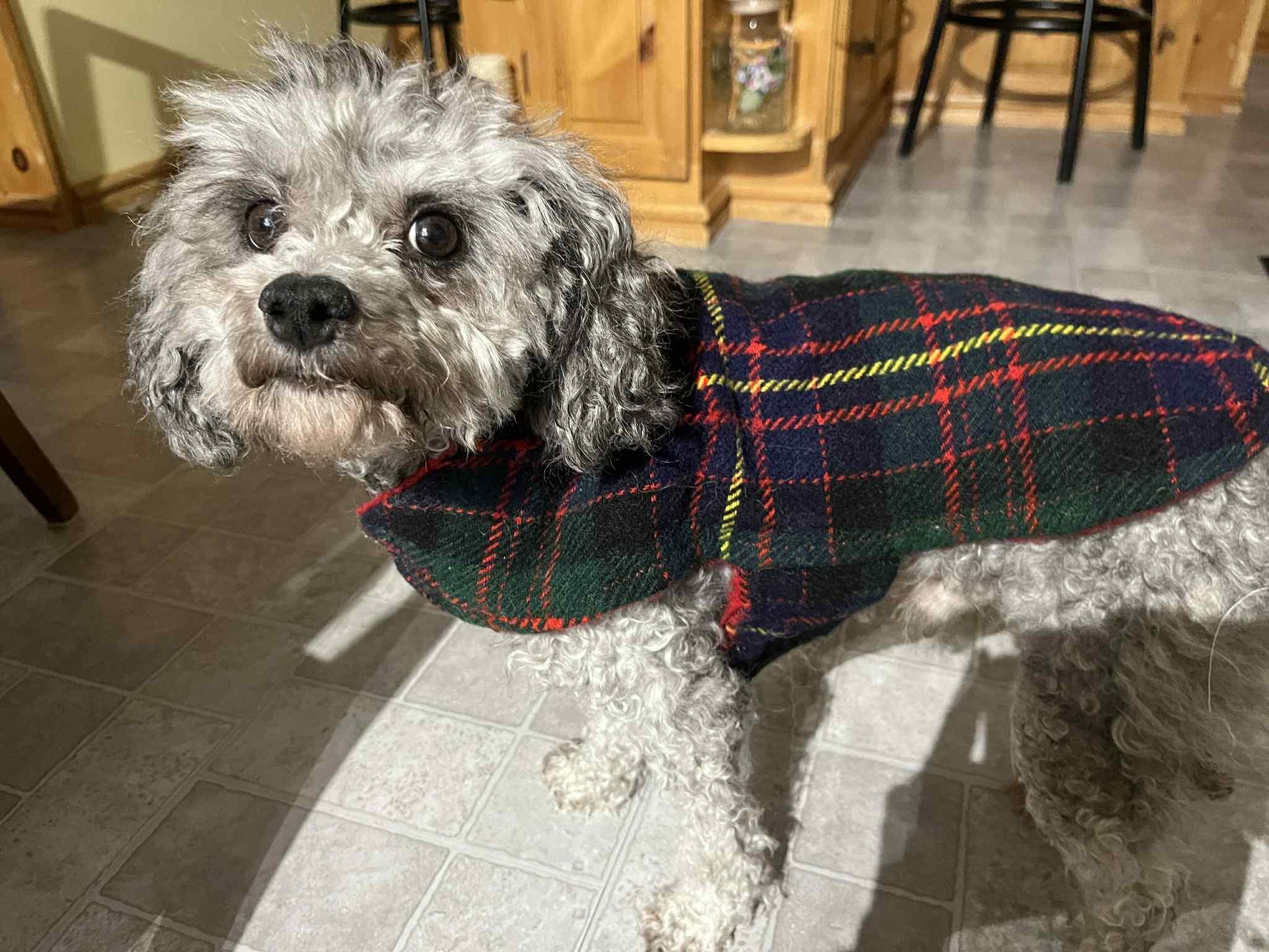Enlarge Klaus, a Adoptable Miniature Poodle in Navan, ON image 1/3