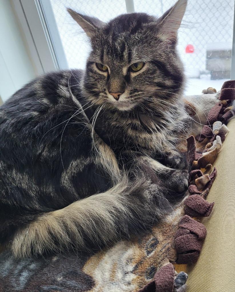 Saffron, Adoptable, Adult Male Domestic Long Hair.