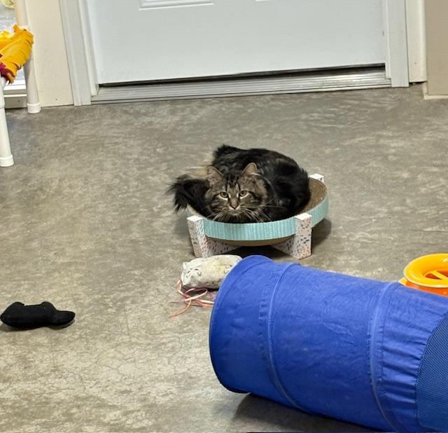 Saffron, Adoptable, Adult Male Domestic Long Hair.