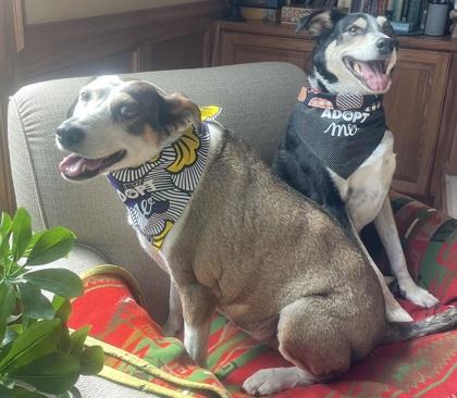 Aliena bonded to Blaze, Adoptable, Adult Female Cattle Dog & Mixed Breed.