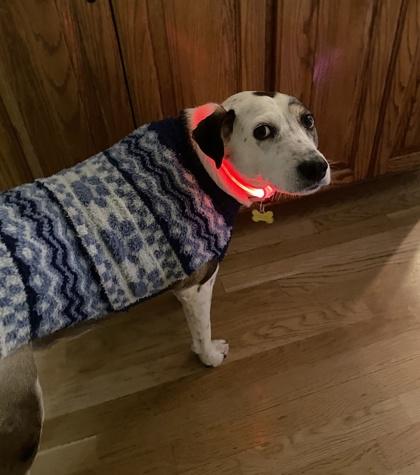 Aliena bonded to Blaze, Adoptable, Adult Female Cattle Dog & Mixed Breed.