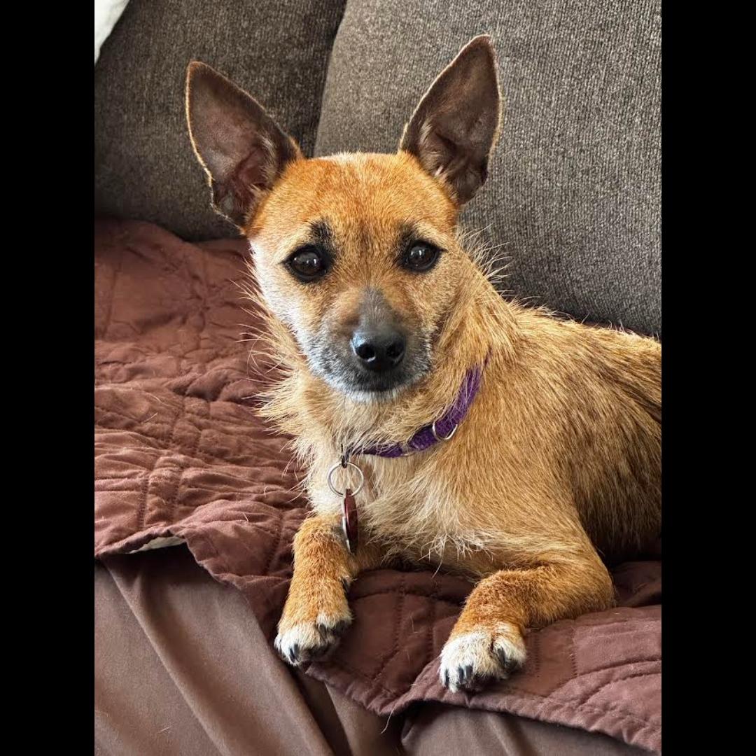 Enlarge Cricket, a ADOPTABLE mixed breed in Midlothian, VA image 3/6