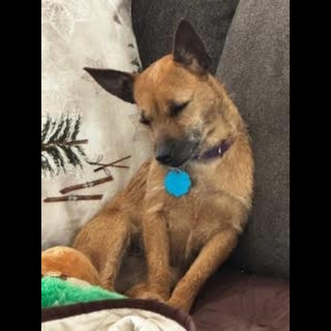 Enlarge Cricket, a ADOPTABLE mixed breed in Midlothian, VA image 4/6