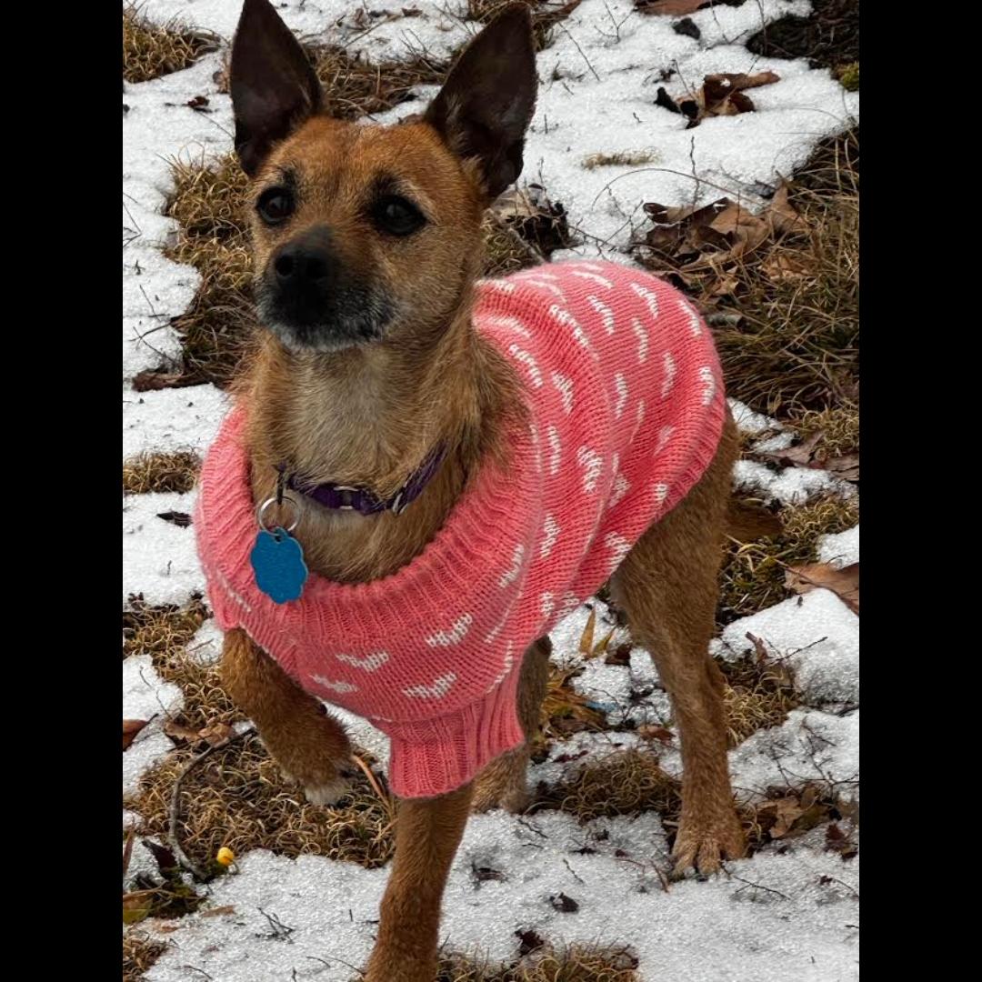 Enlarge Cricket, a ADOPTABLE mixed breed in Midlothian, VA image 2/6