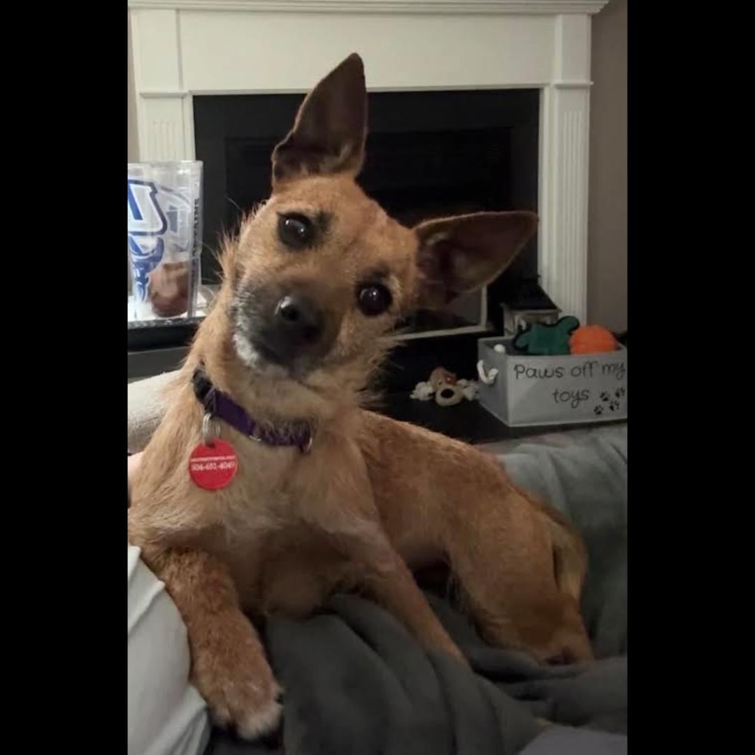 Enlarge Cricket, a ADOPTABLE mixed breed in Midlothian, VA image 6/6