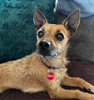 Enlarge Cricket, a ADOPTABLE mixed breed in Midlothian, VA image 5/6