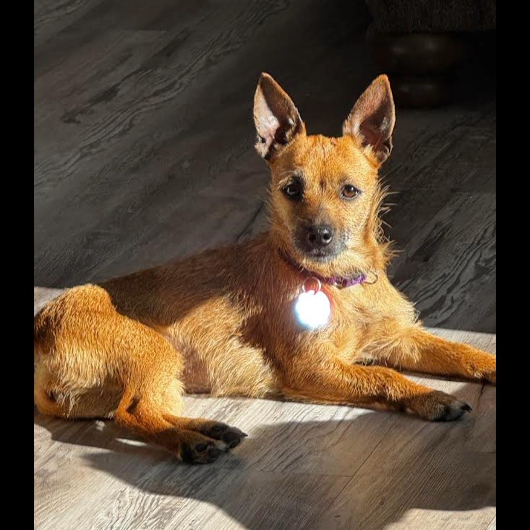 Enlarge Cricket, a ADOPTABLE mixed breed in Midlothian, VA image 1/6