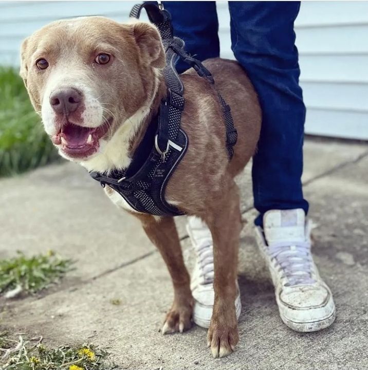 Edison, Adoptable, Young Male Pit Bull Terrier.