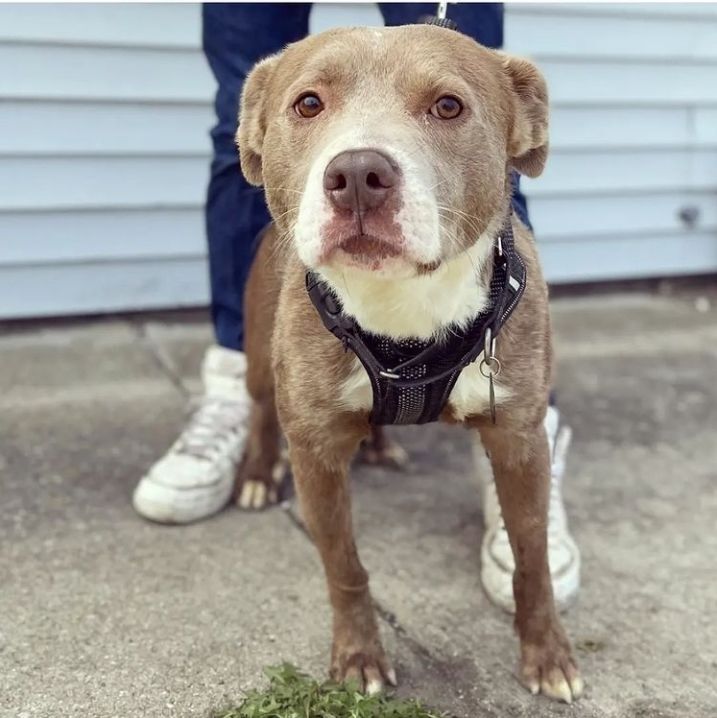 Edison, a Adoptable mixed breed in Detroit, MI image 2/6