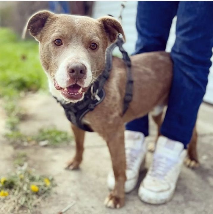 Edison, a Adoptable mixed breed in Detroit, MI image 3/6