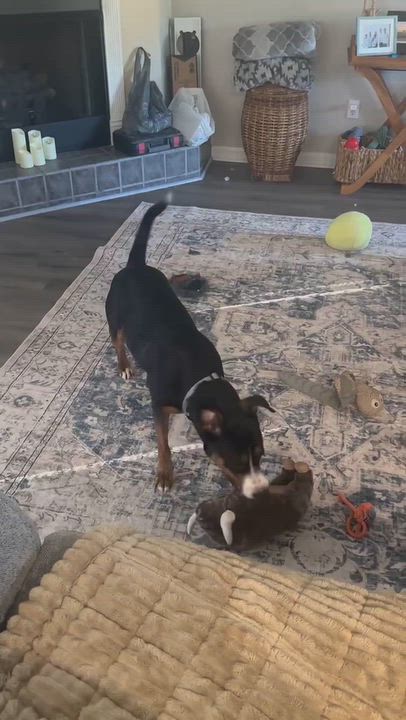 Enlarge Haden, a Adoptable mixed breed in Virginia Beach , VA video 6/6
