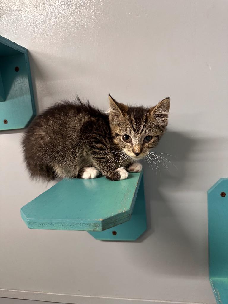 Jazmine, Adoptable, Kitten Female Domestic Short Hair.