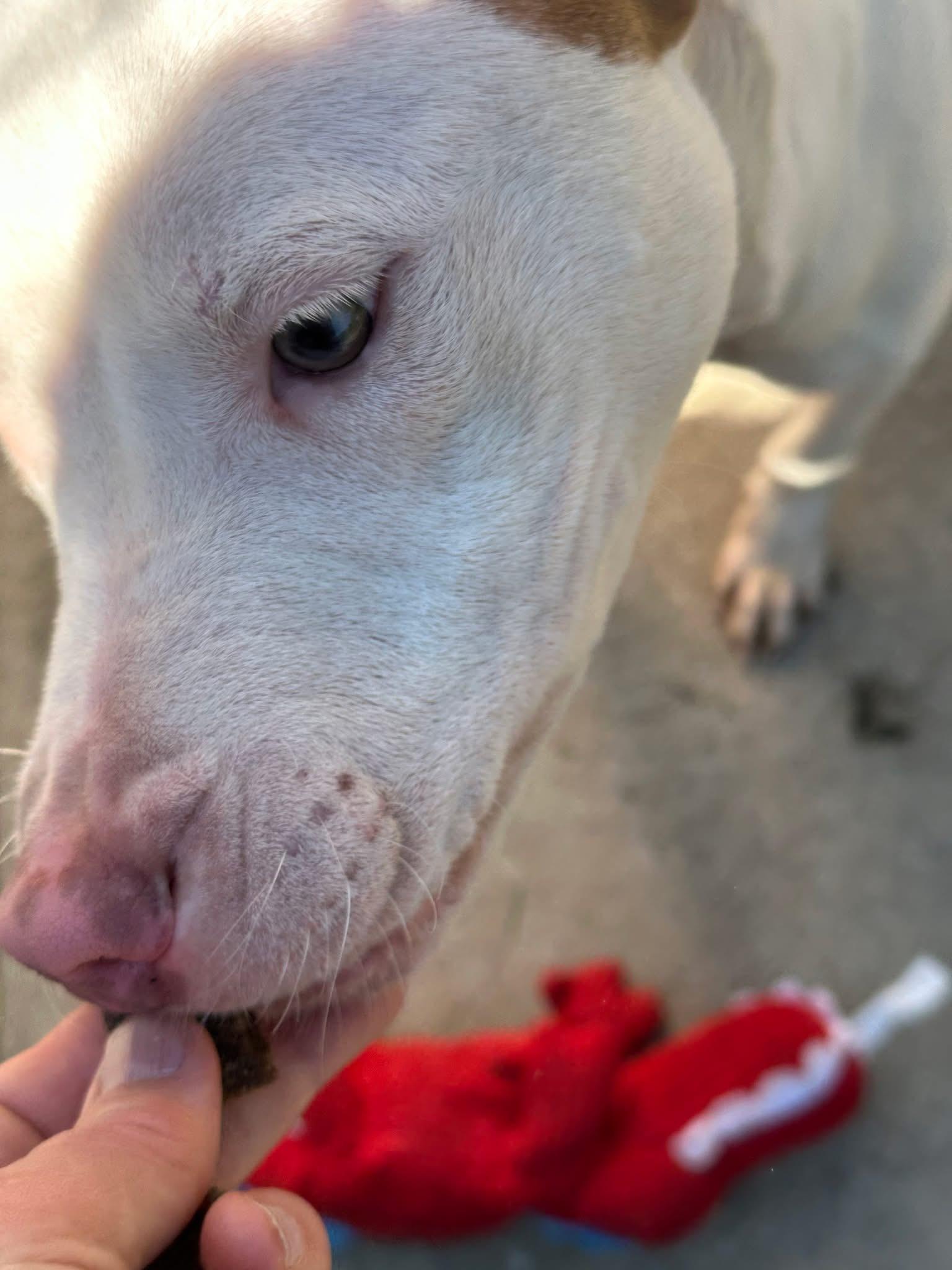 Enlarge Dr Pepper, an adopted Pit Bull Terrier in Chicago, IL image 3/5