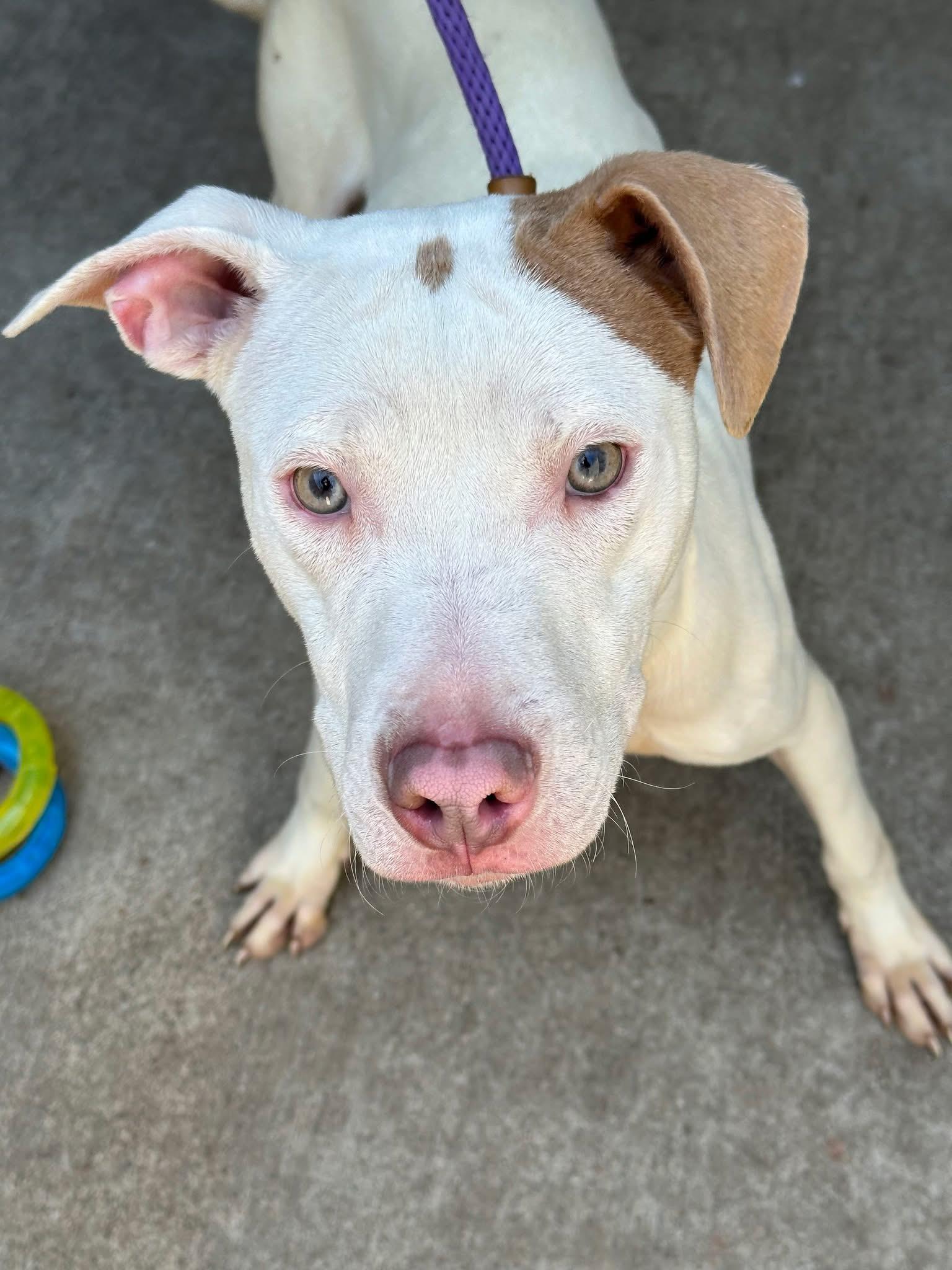 Enlarge Dr Pepper, an adopted Pit Bull Terrier in Chicago, IL image 2/5