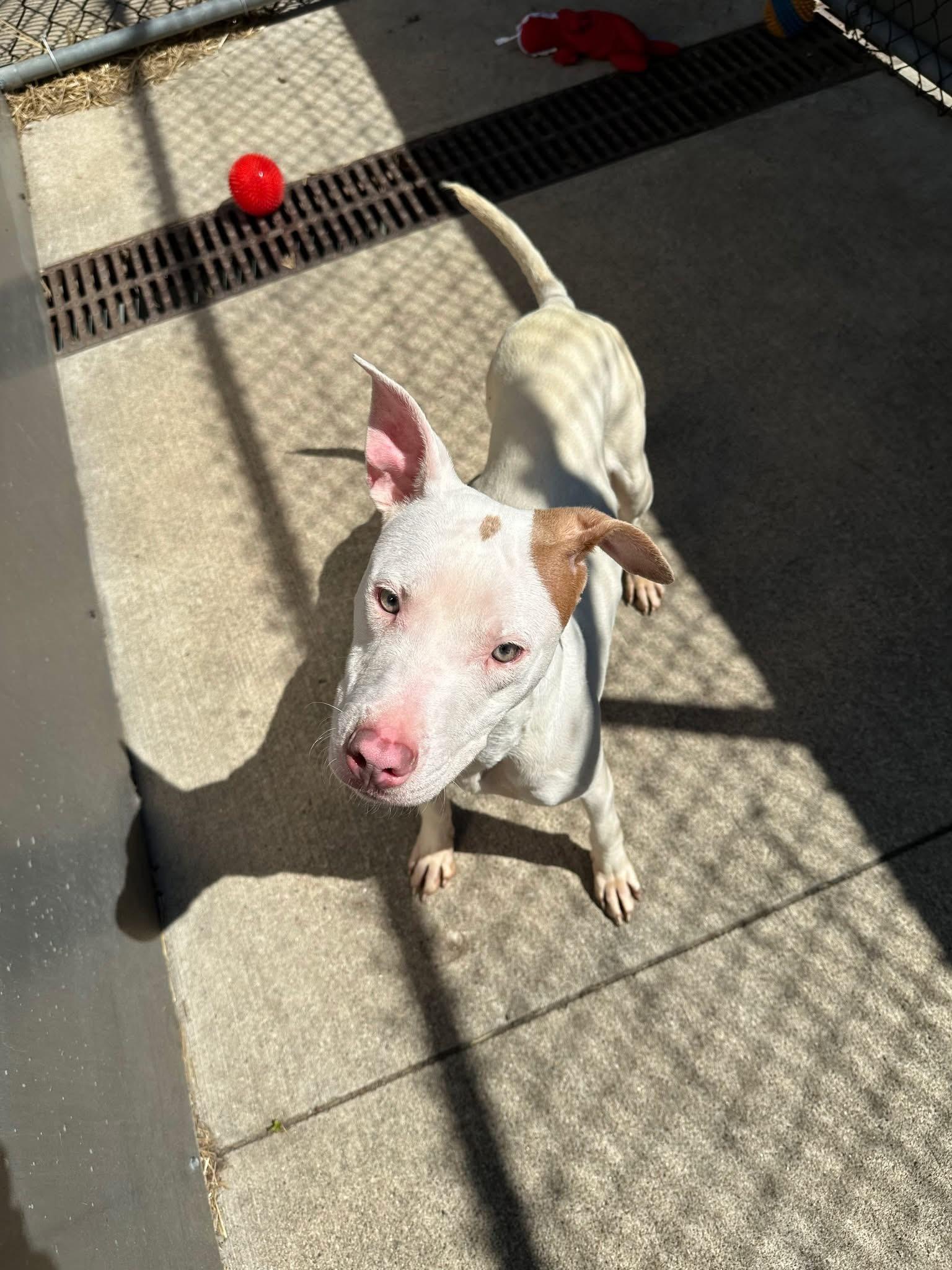 Enlarge Dr Pepper, an adopted Pit Bull Terrier in Chicago, IL image 5/5