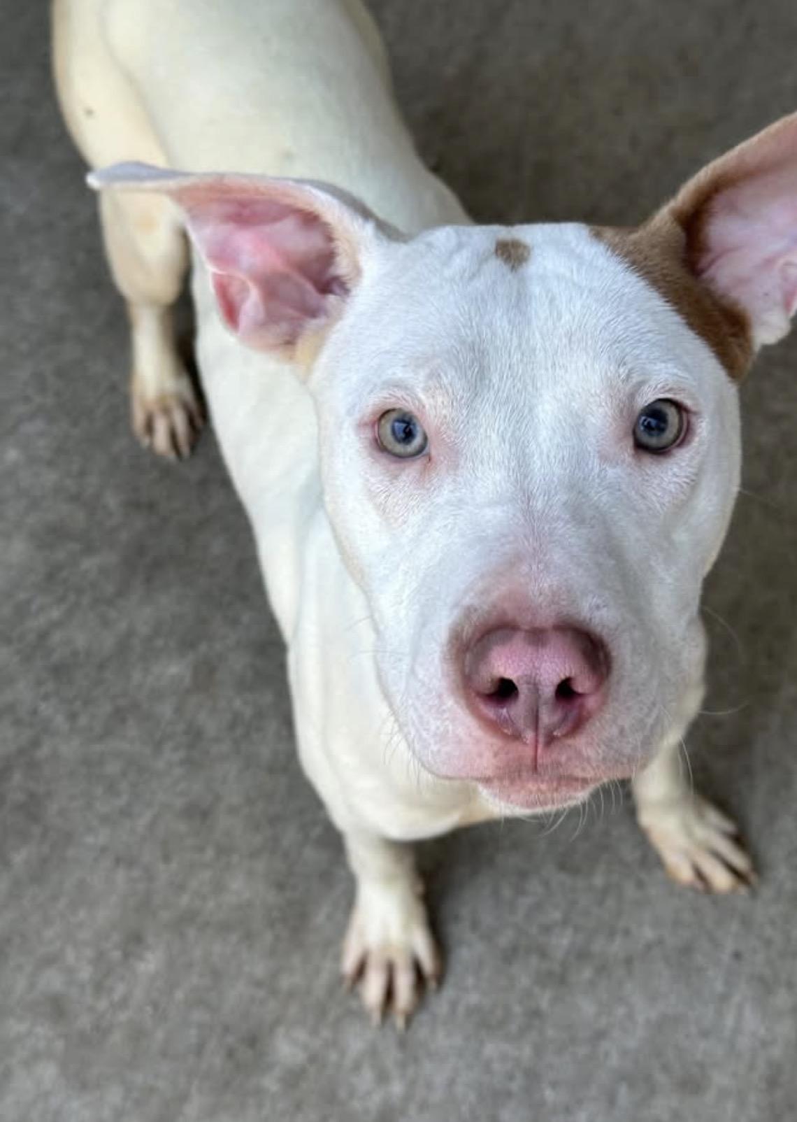 Enlarge Dr Pepper, an adopted Pit Bull Terrier in Chicago, IL image 1/5