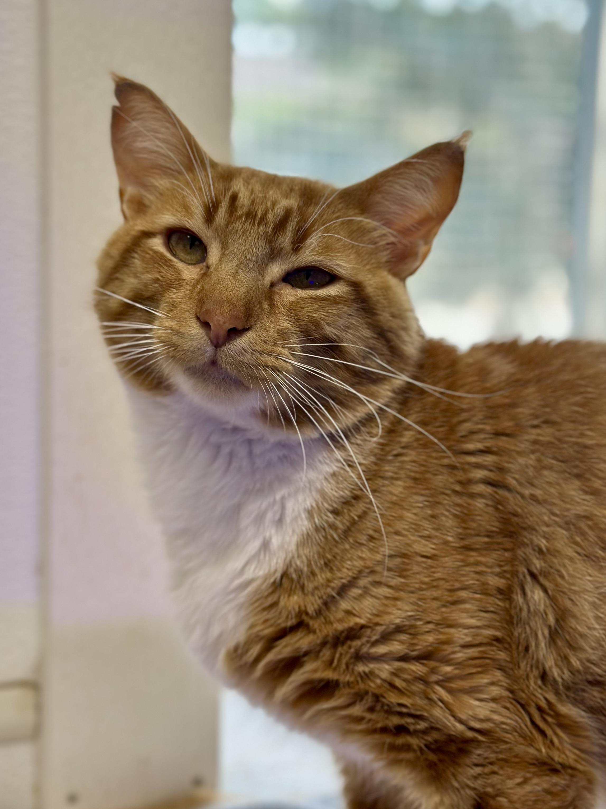 SpongeBob, an adopted Domestic Short Hair in Faribault, MN image 3/3