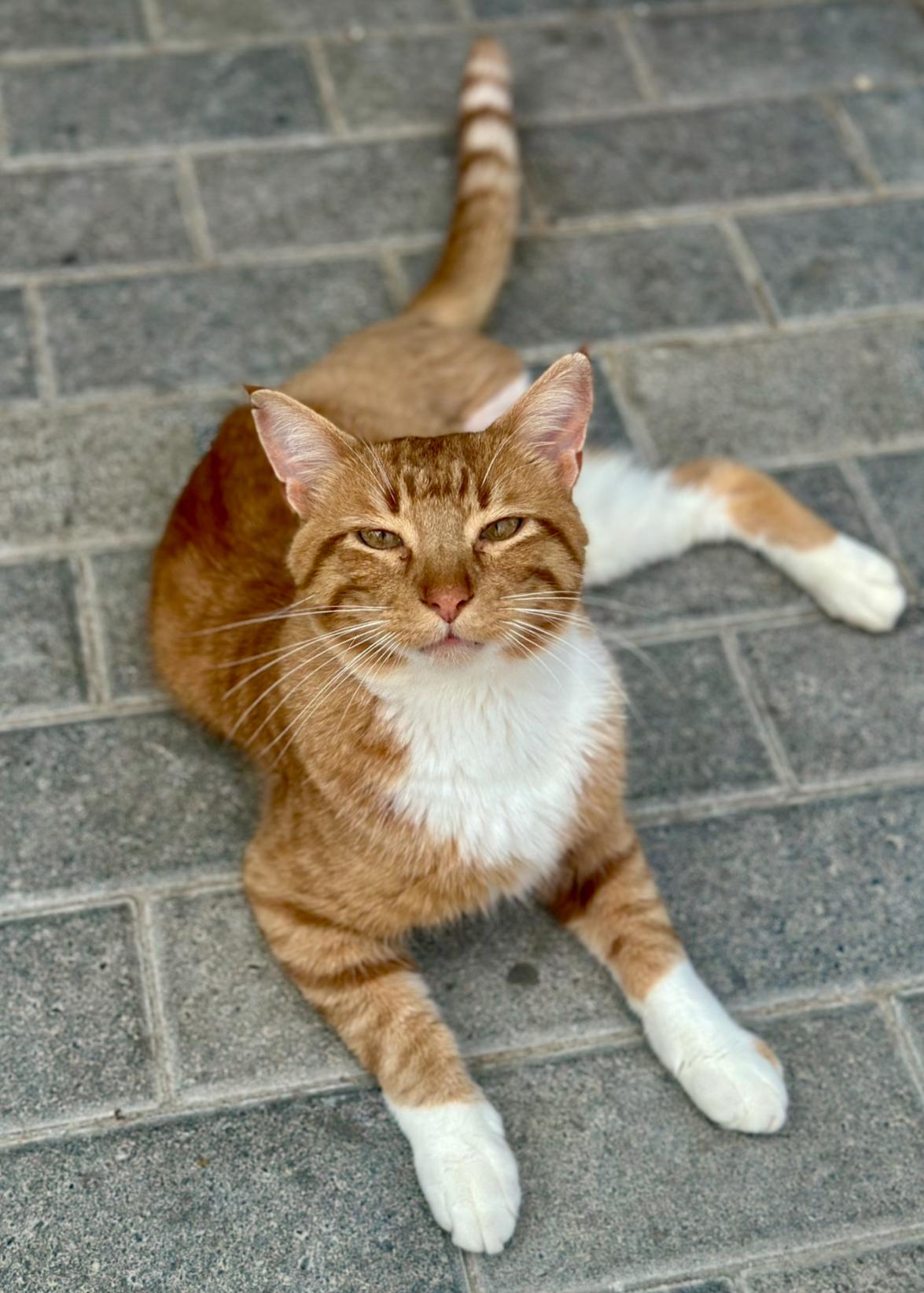 SpongeBob, adopted, Adult Male Domestic Short Hair.