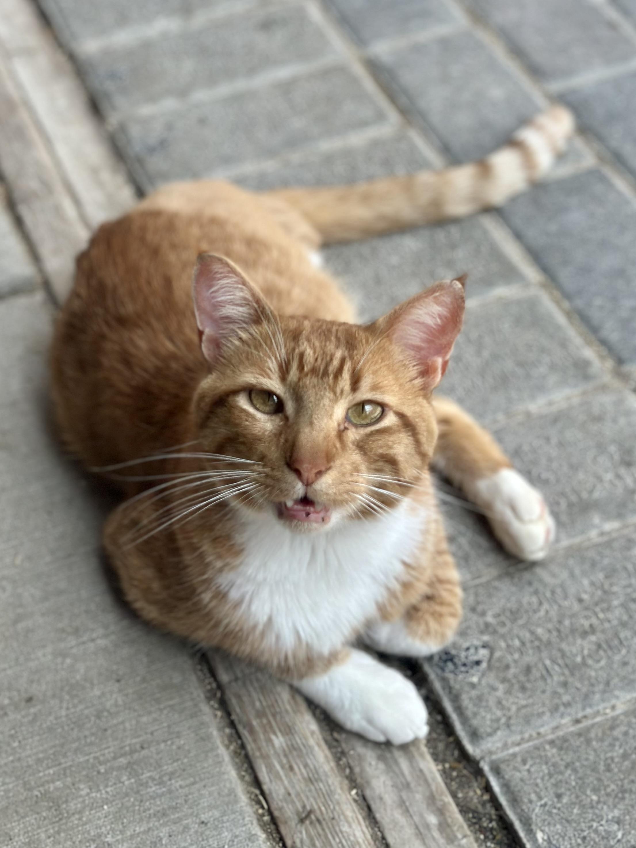SpongeBob, an adopted Domestic Short Hair in Faribault, MN image 2/3