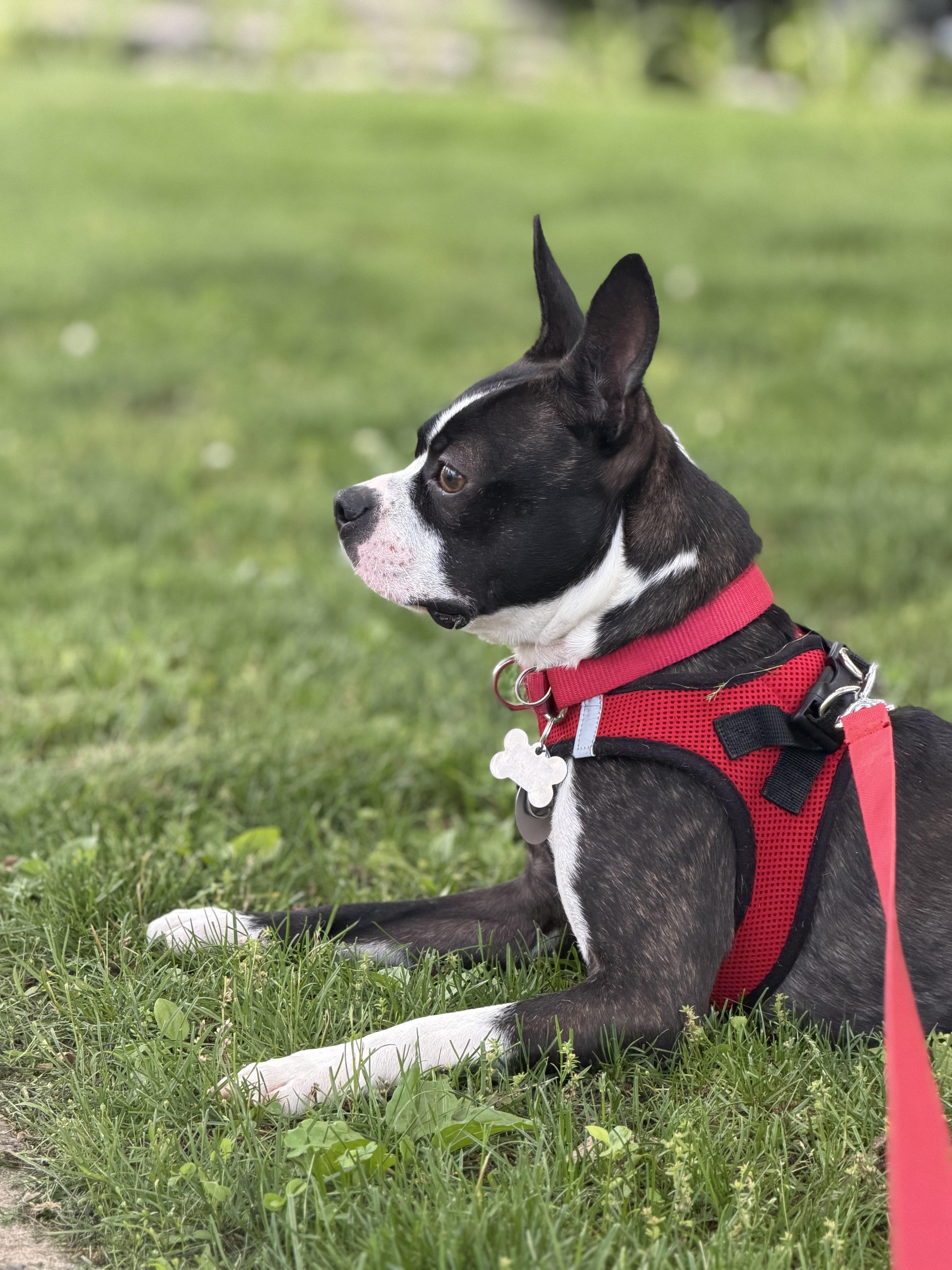 Enlarge Maverick, an adopted mixed breed in Harrison, NY image 2/6