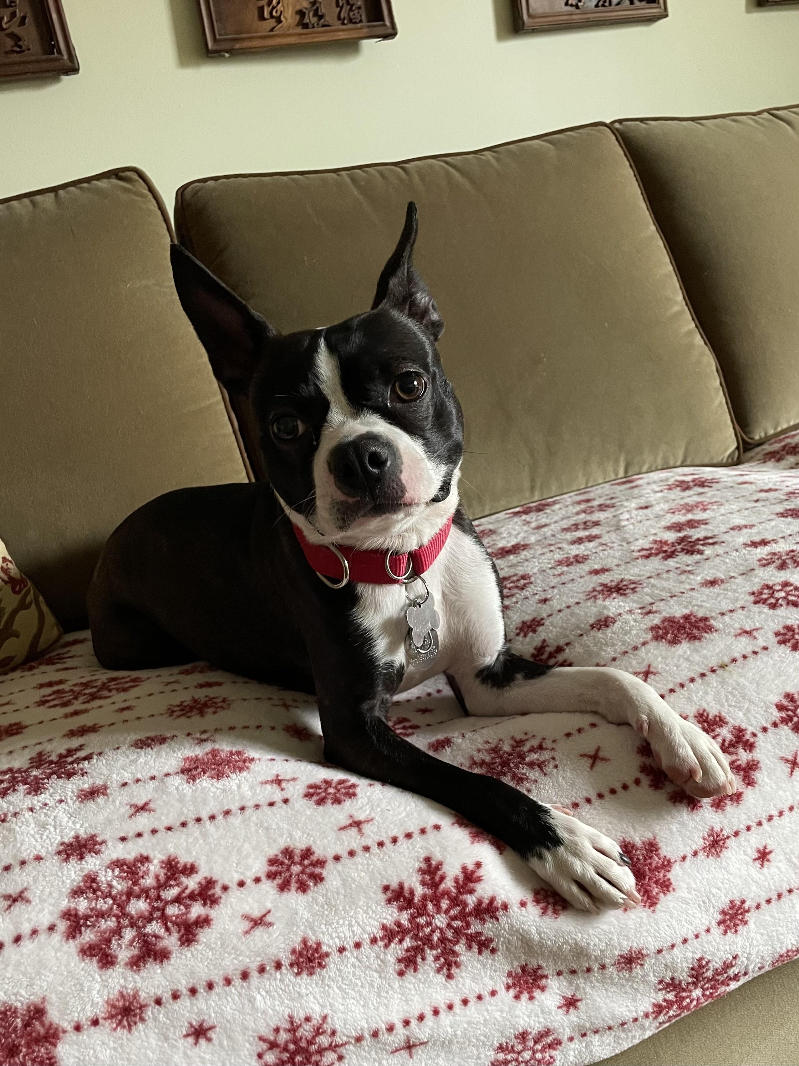 Enlarge Maverick, an adopted mixed breed in Harrison, NY image 6/6