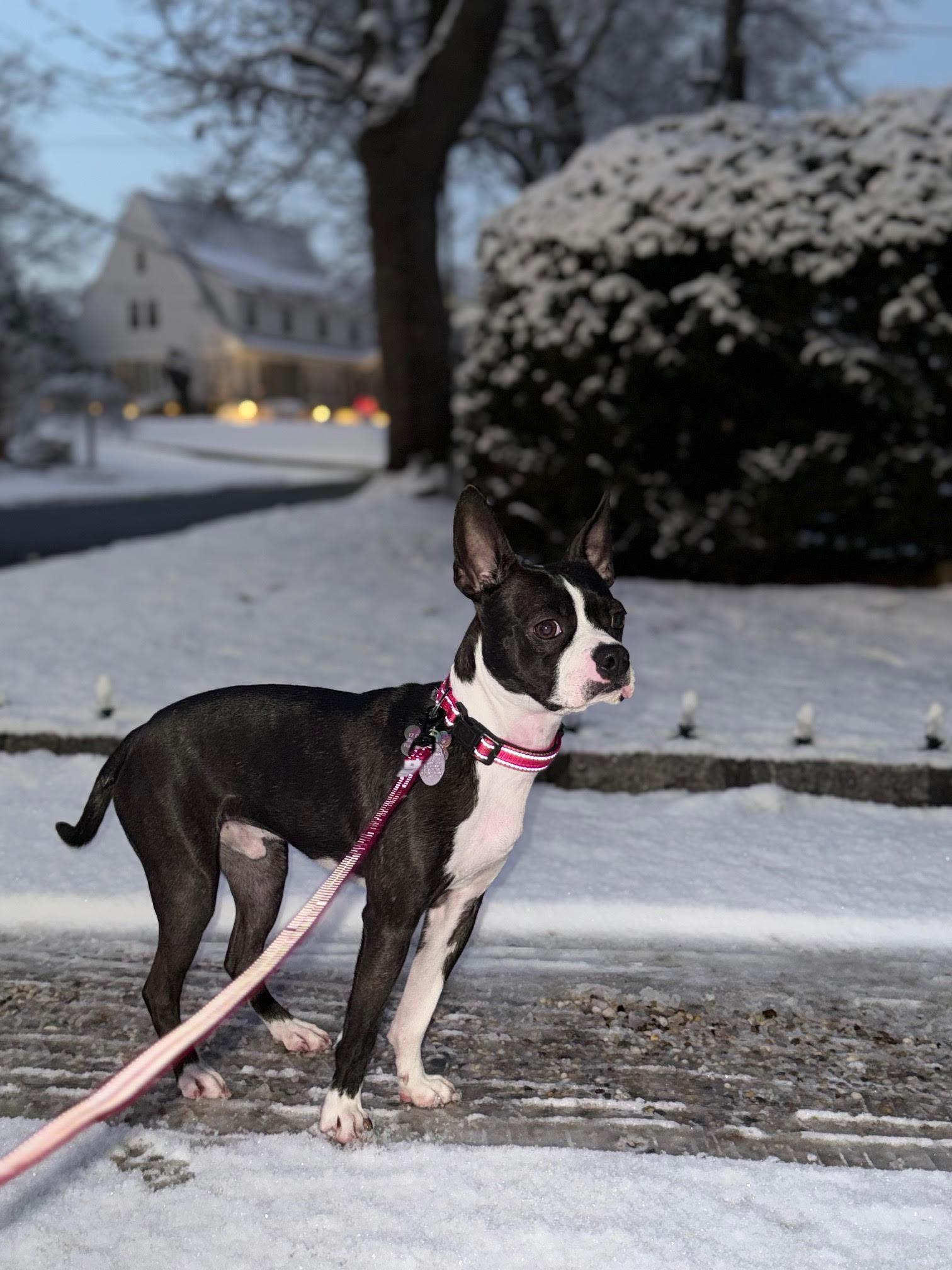 Enlarge Maverick, an adopted mixed breed in Harrison, NY image 4/6