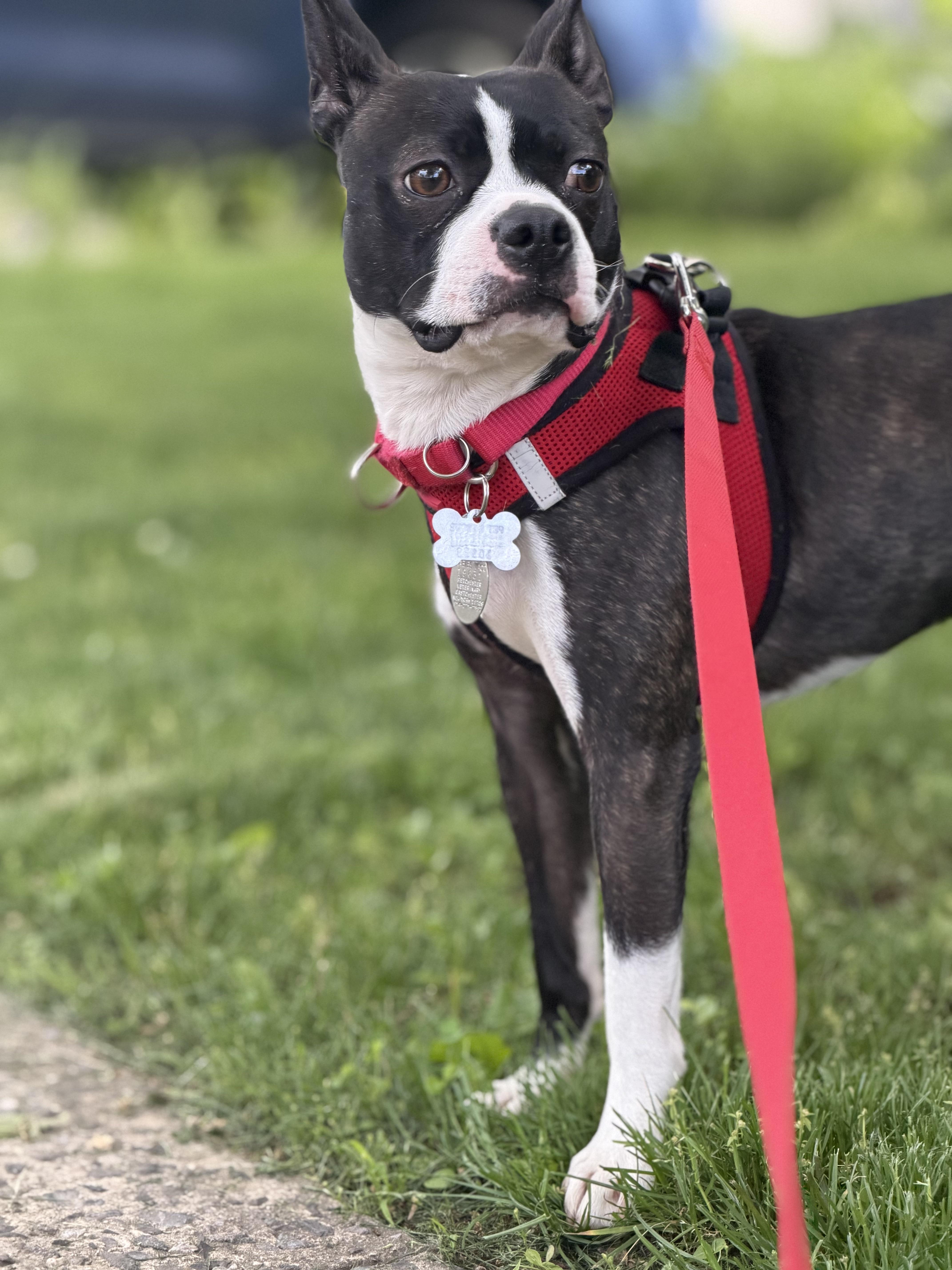Enlarge Maverick, an adopted mixed breed in Harrison, NY image 1/6