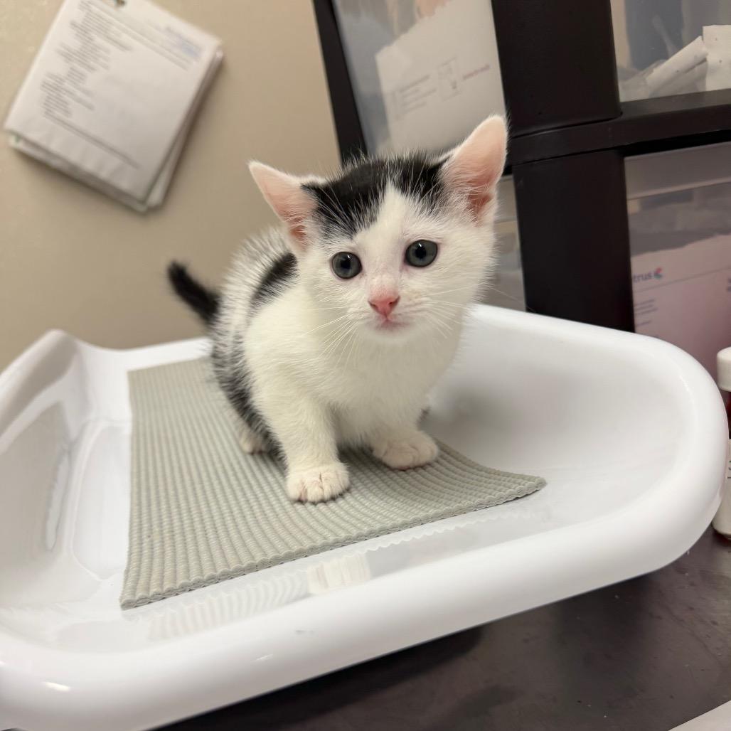 Bamboo, Adoptable, Kitten Female Domestic Short Hair.