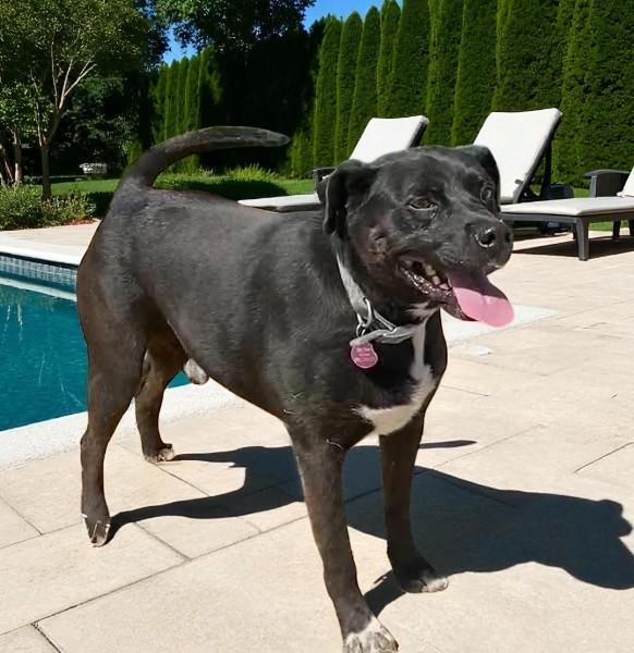 Jazz, Adoptable, Adult Male Black Labrador Retriever.