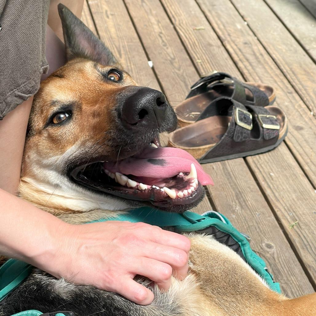 Enlarge Ace, a Adoptable mixed breed in Woodinville, WA image 2/6