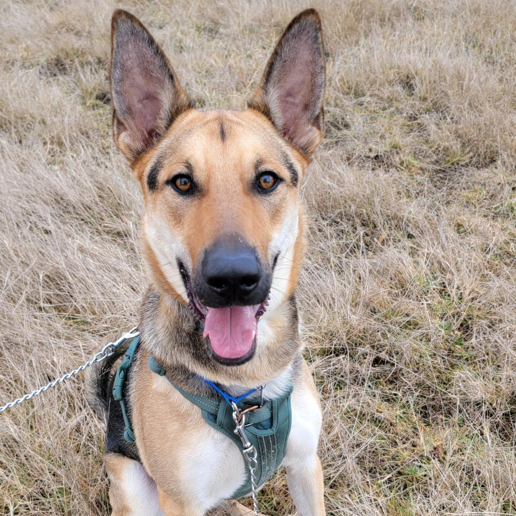 Enlarge Ace, a Adoptable mixed breed in Woodinville, WA image 1/6