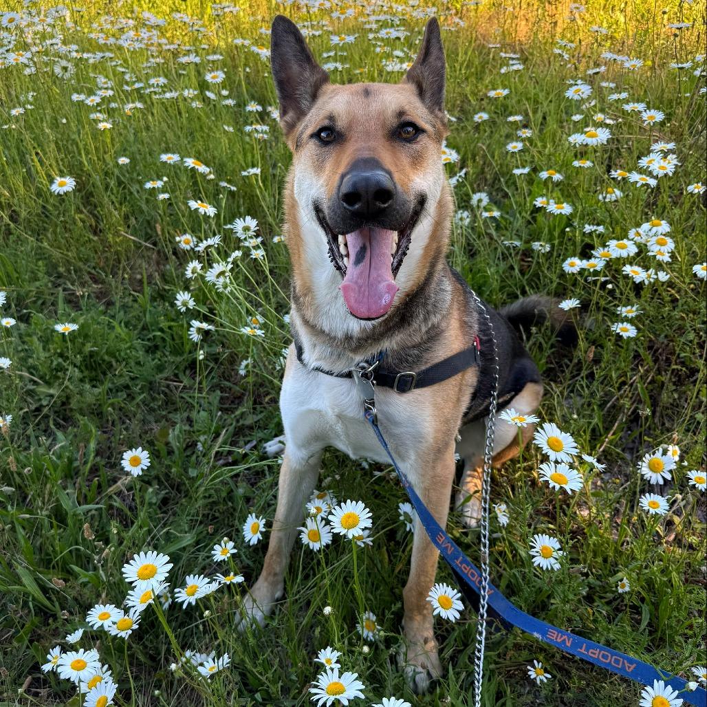 Enlarge Ace, a Adoptable mixed breed in Woodinville, WA image 2/6