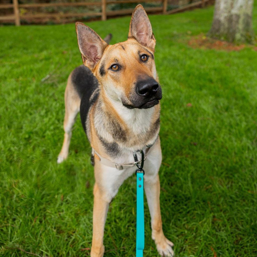 Enlarge Ace, a Adoptable mixed breed in Woodinville, WA image 2/6