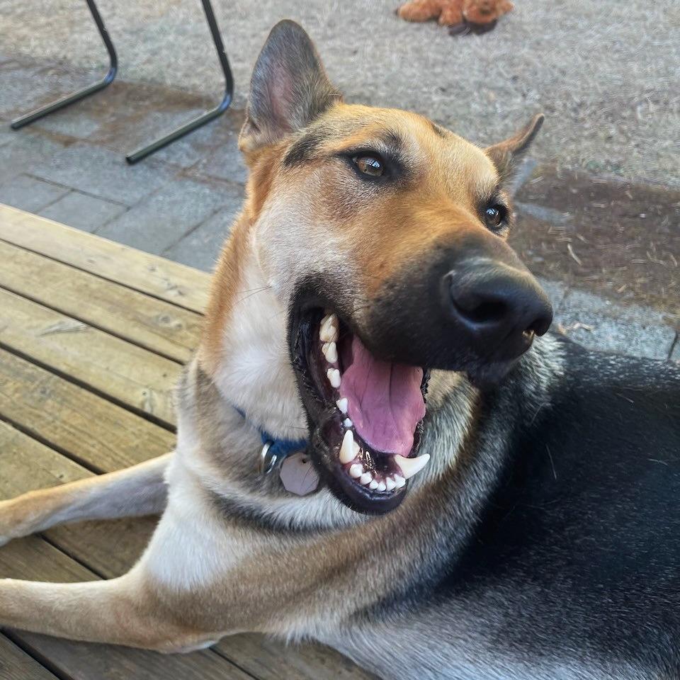 Enlarge Ace, a Adoptable mixed breed in Woodinville, WA image 3/6