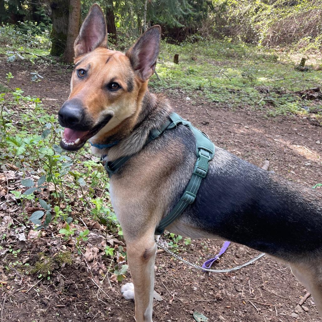 Enlarge Ace, a Adoptable mixed breed in Woodinville, WA image 4/6